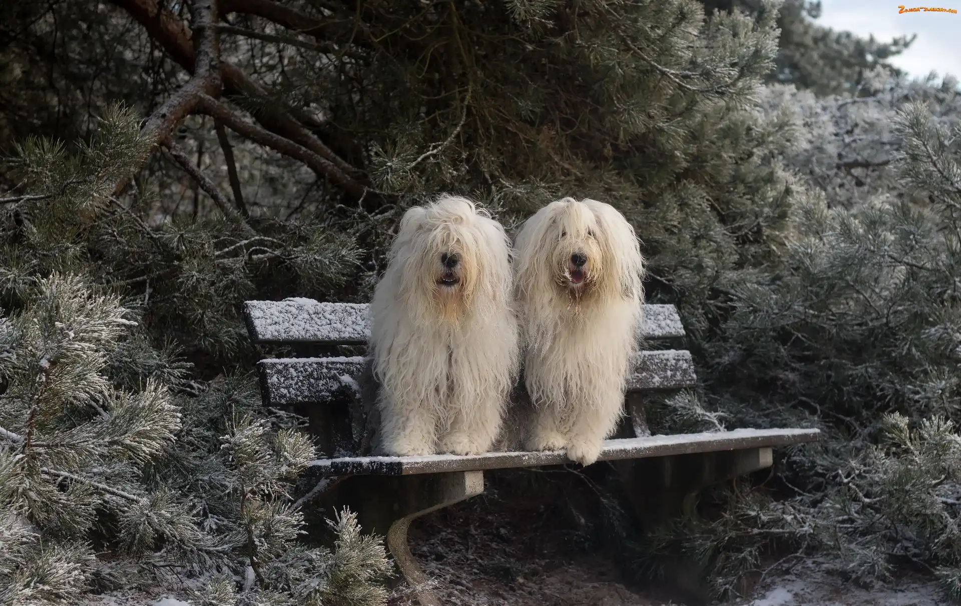 Ławka, Śnieg, Owczarki staroangielskie Bobtail, Iglaki