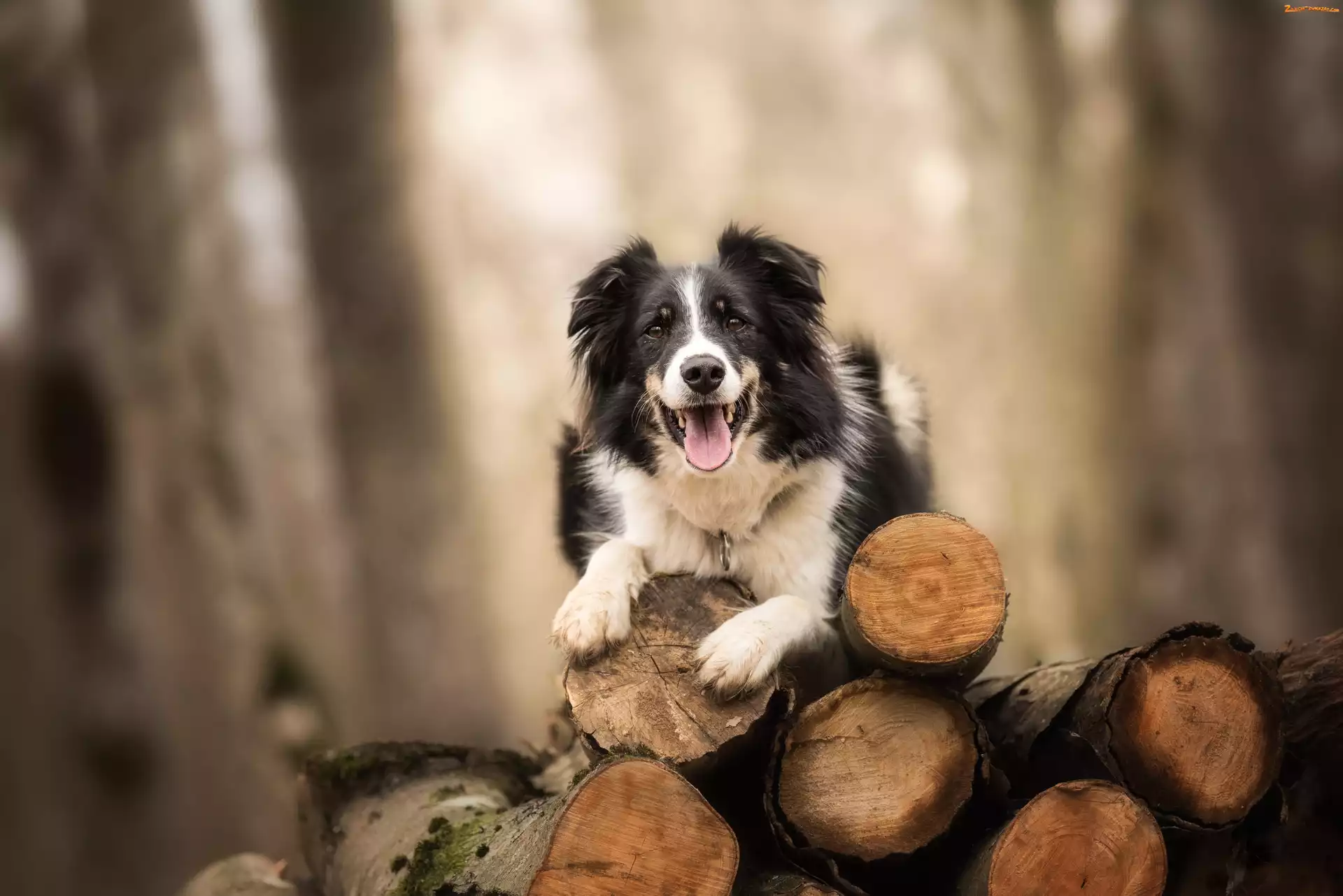 Bale, Drzewo, Border collie, Pies, Pocięte