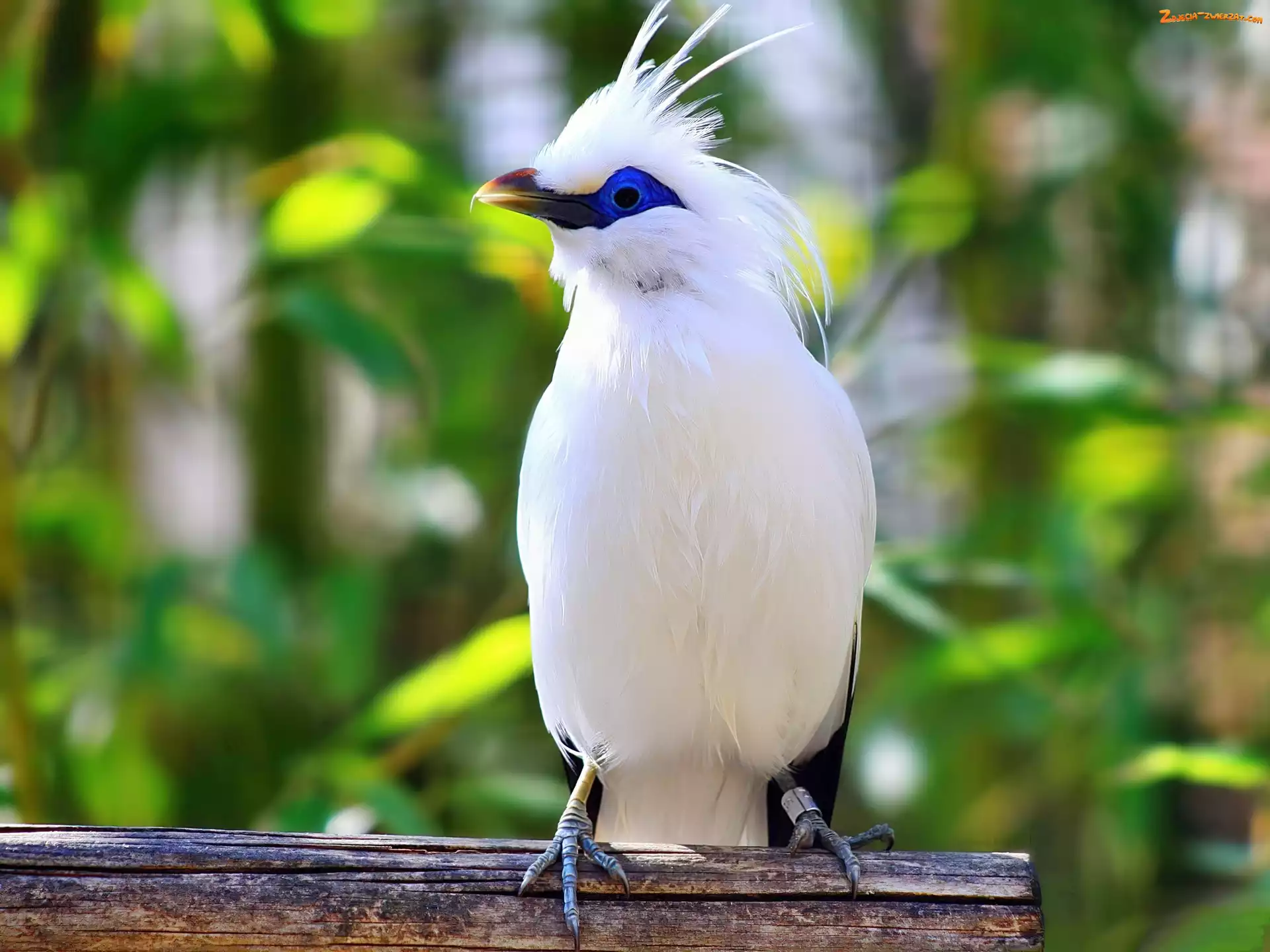 Bali Starling, Biały, Szpak balijski