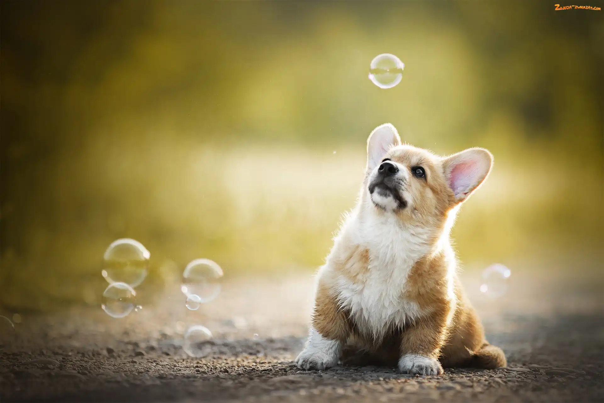 Bańki, Pies, Welsh corgi pembroke