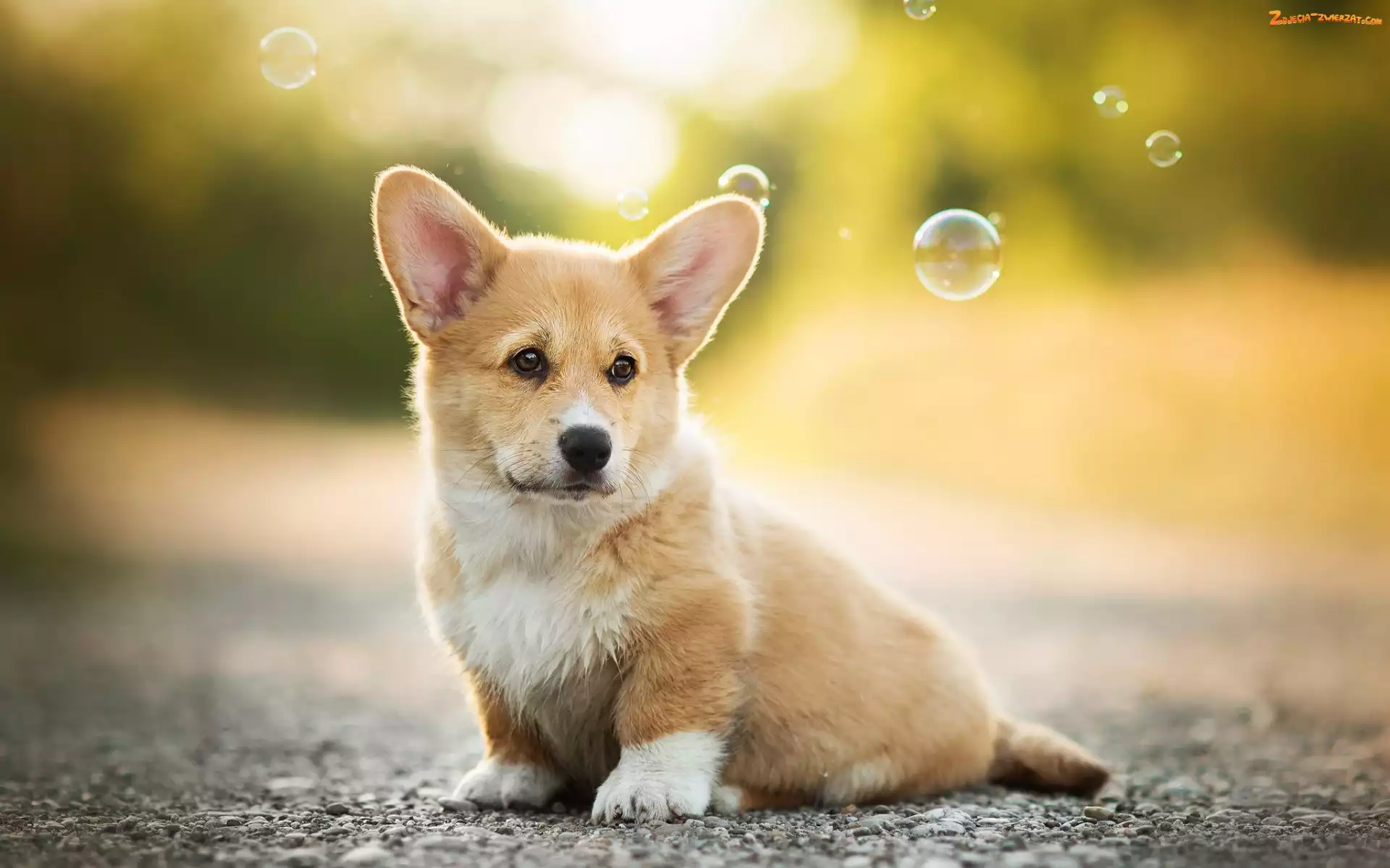 Bańki, Welsh corgi pembroke, Szczeniak