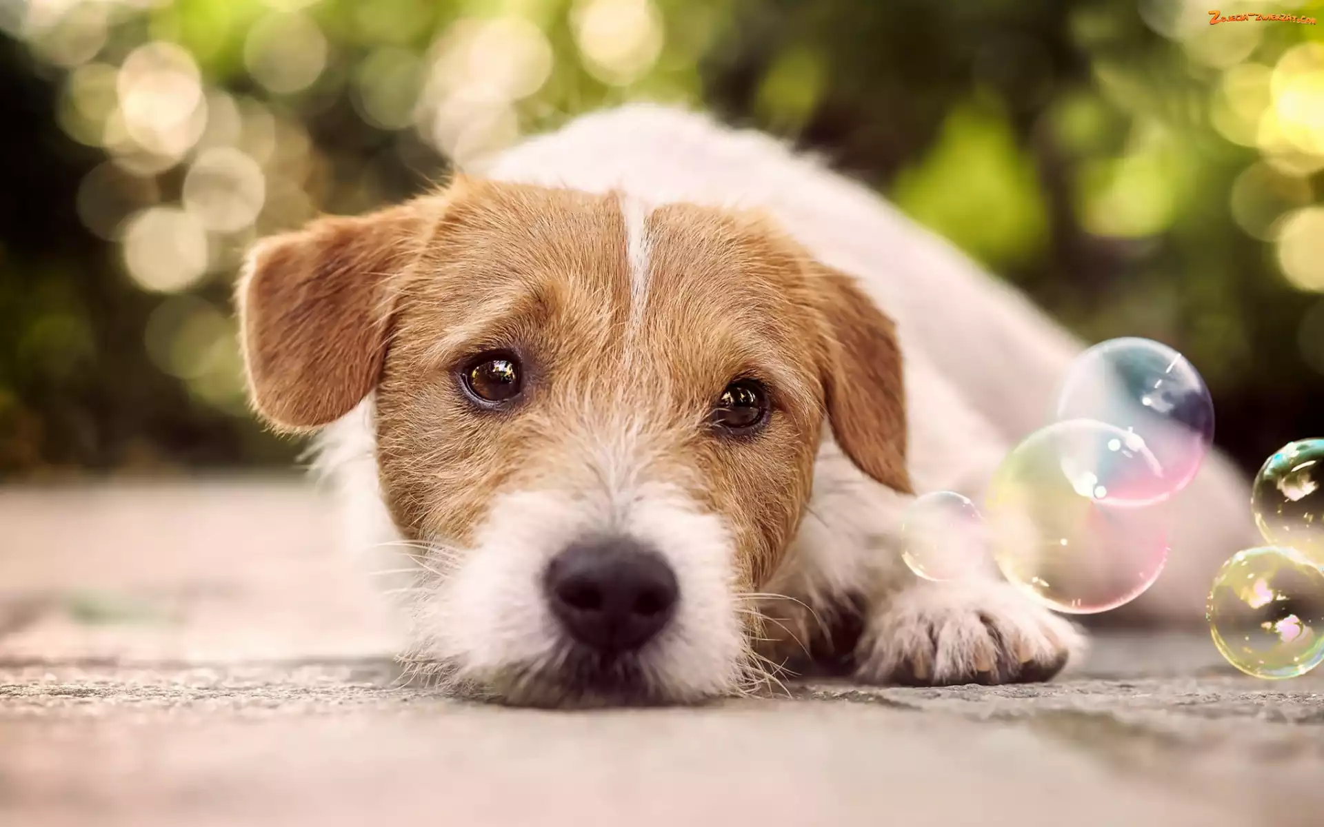 Bańki, Pies, Jack Russell terrier