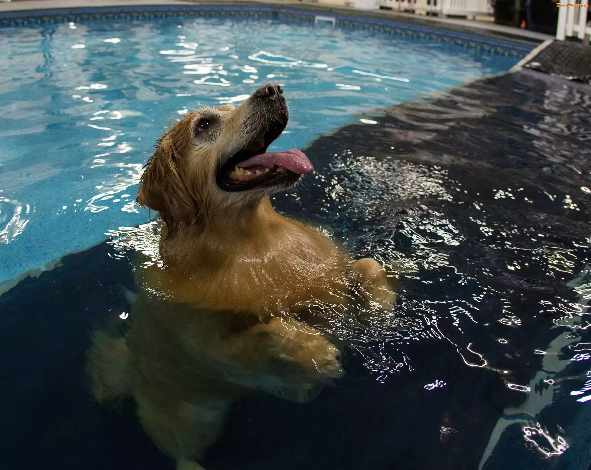 Basen, Pływający, Golden Retriever