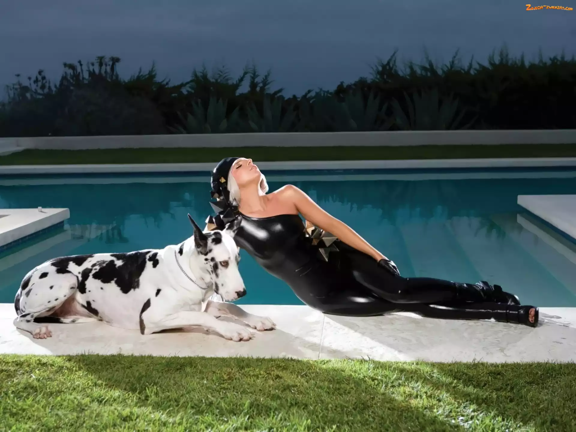 Dog, Pies, Basen, Lady, Gaga