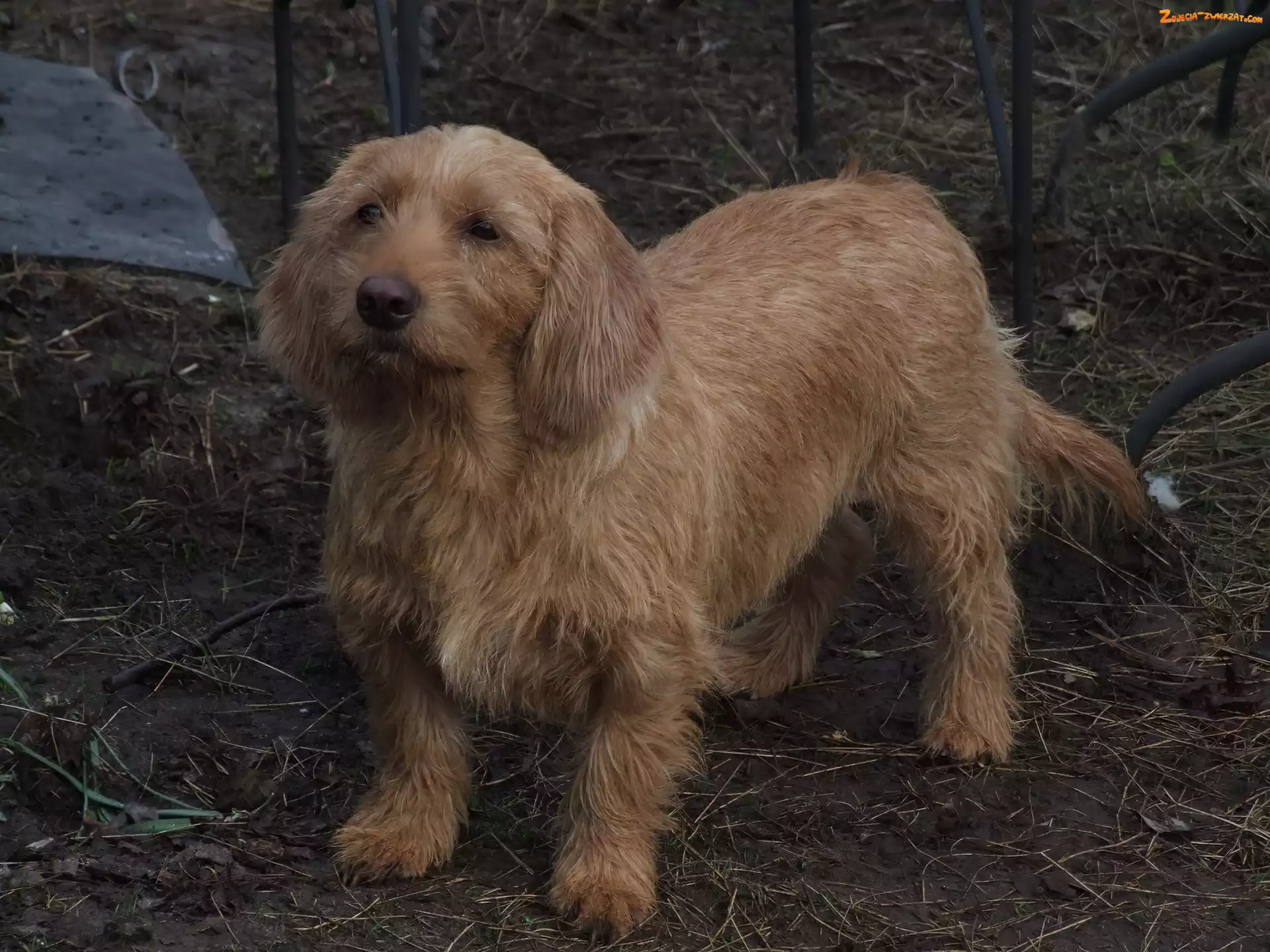 Basset Fauve de Bretagne