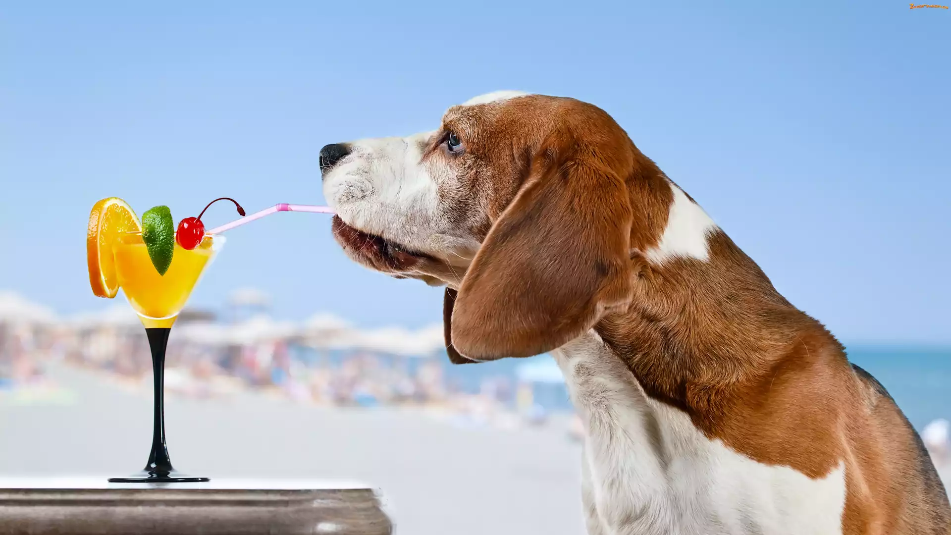 Basset, Drinki, Pies, Śmieszne
