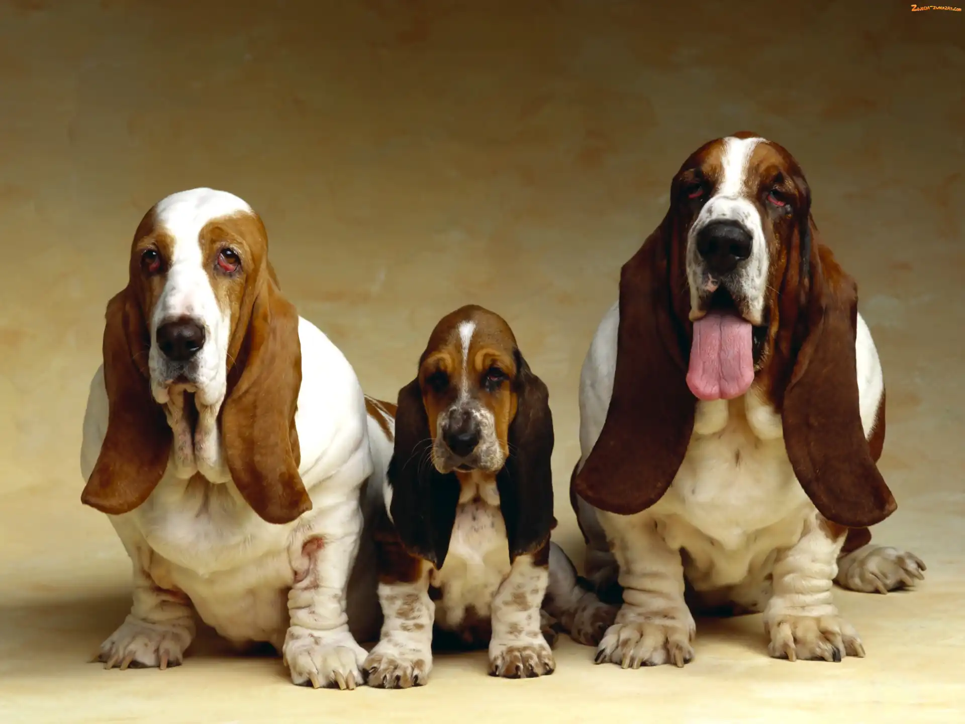 Basset Hound, Psia, Rodzinka
