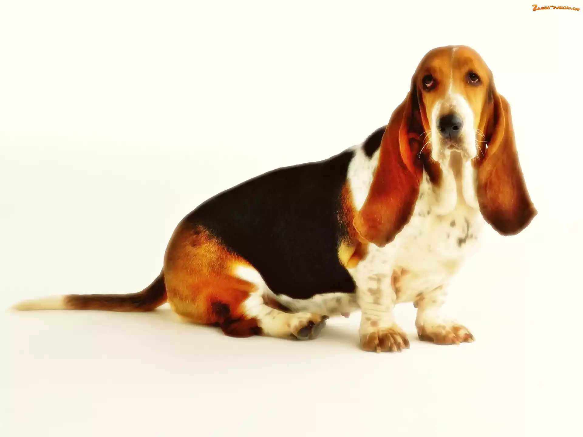 Basset