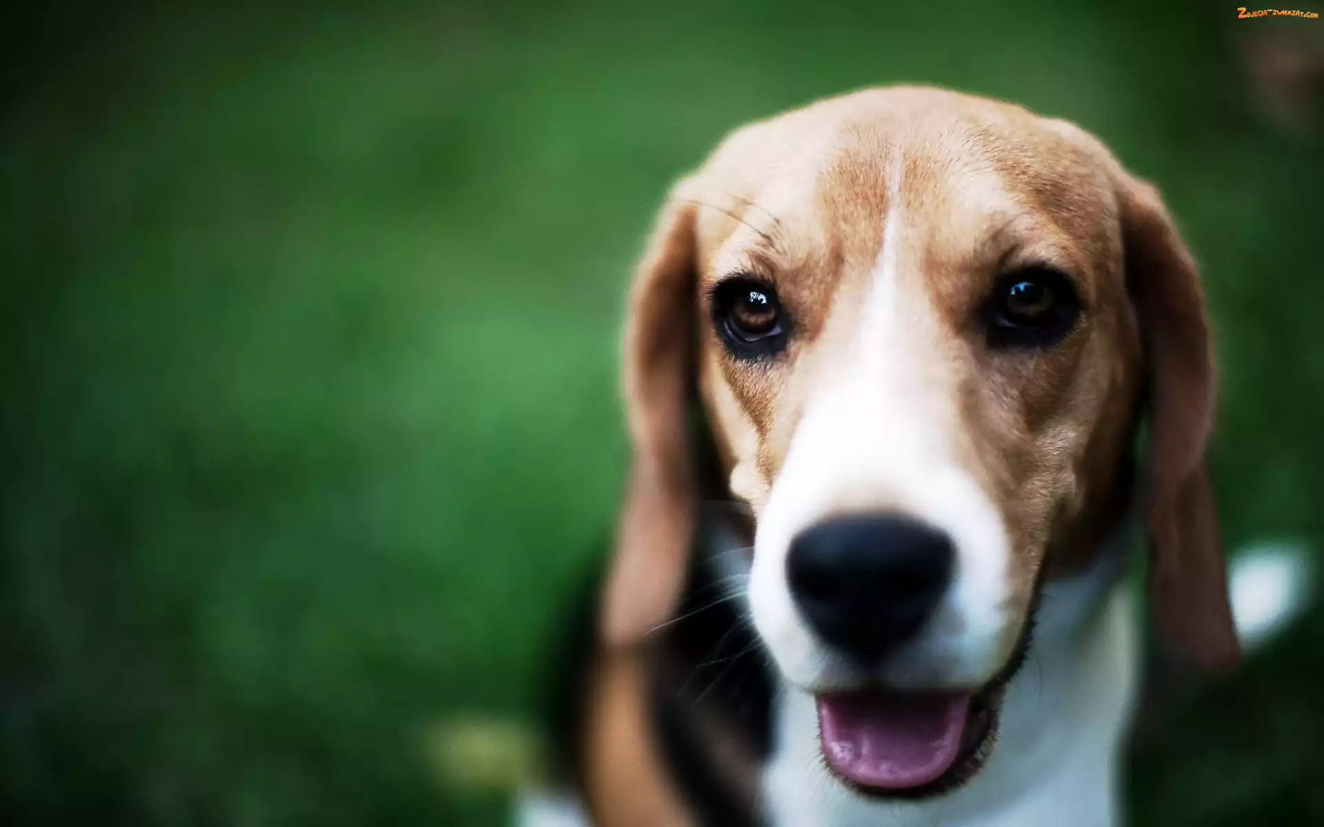 Beagle, Język