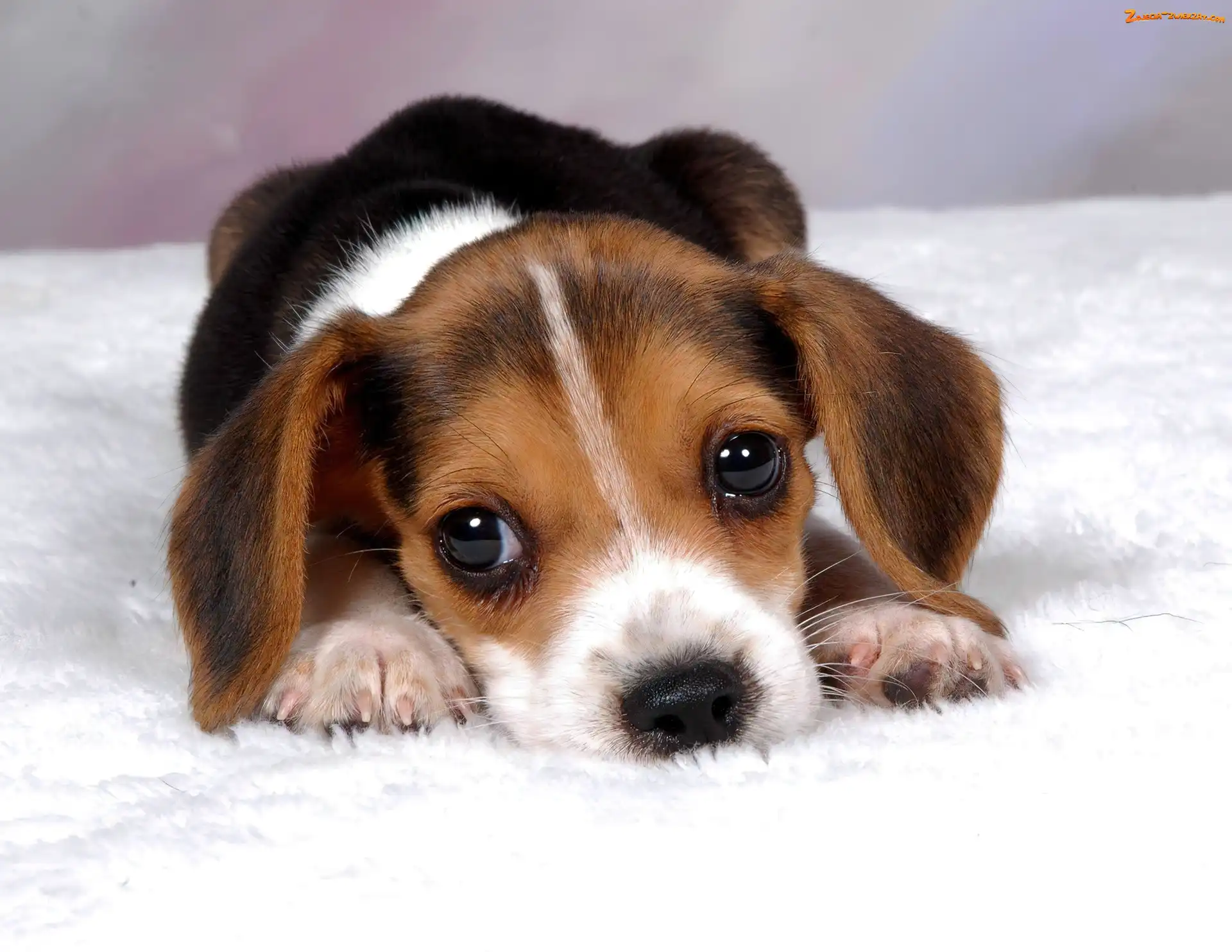 Szczeniak, Beagle