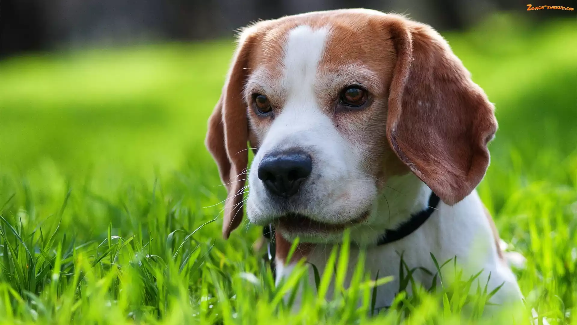Trawa, Beagle, Obroża