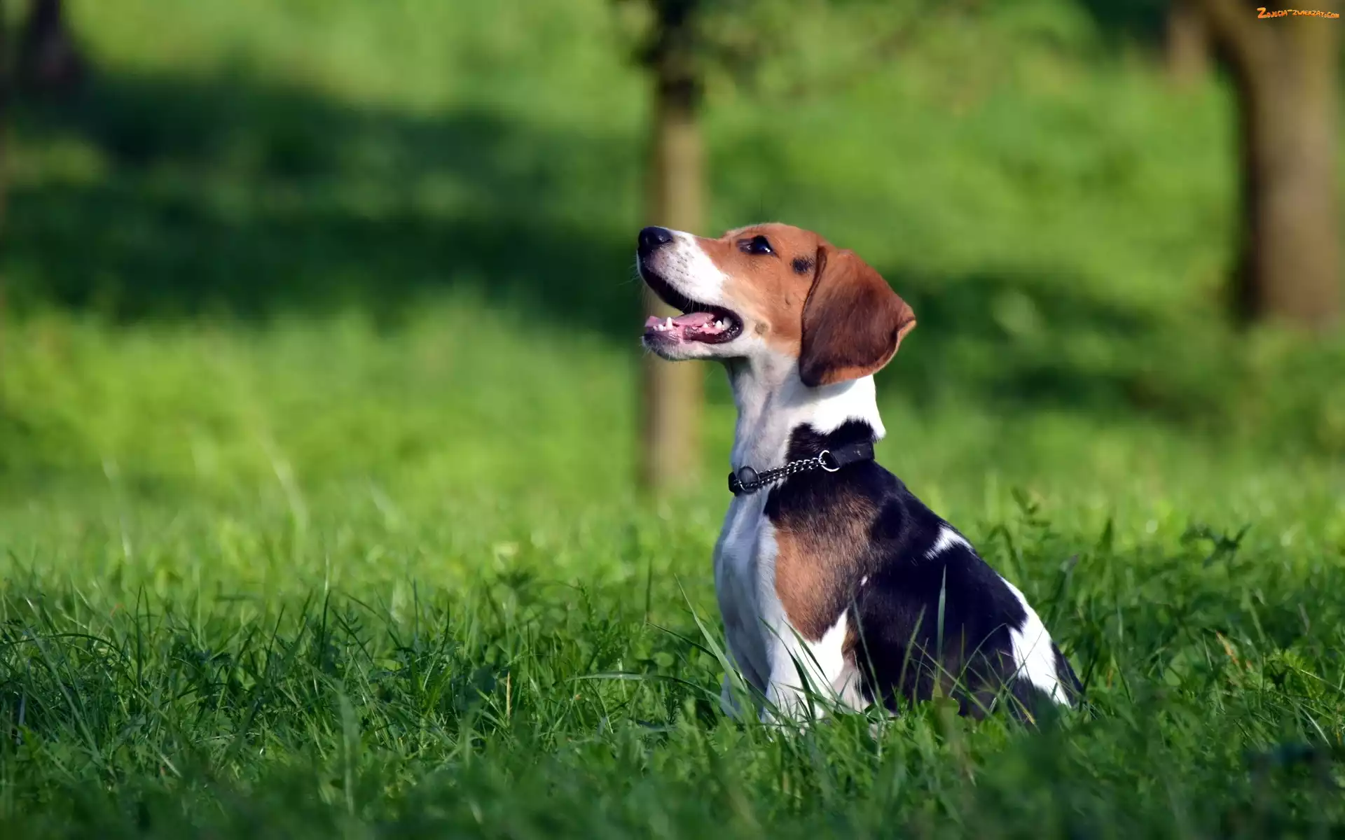 Trawa, Beagle, Obroża