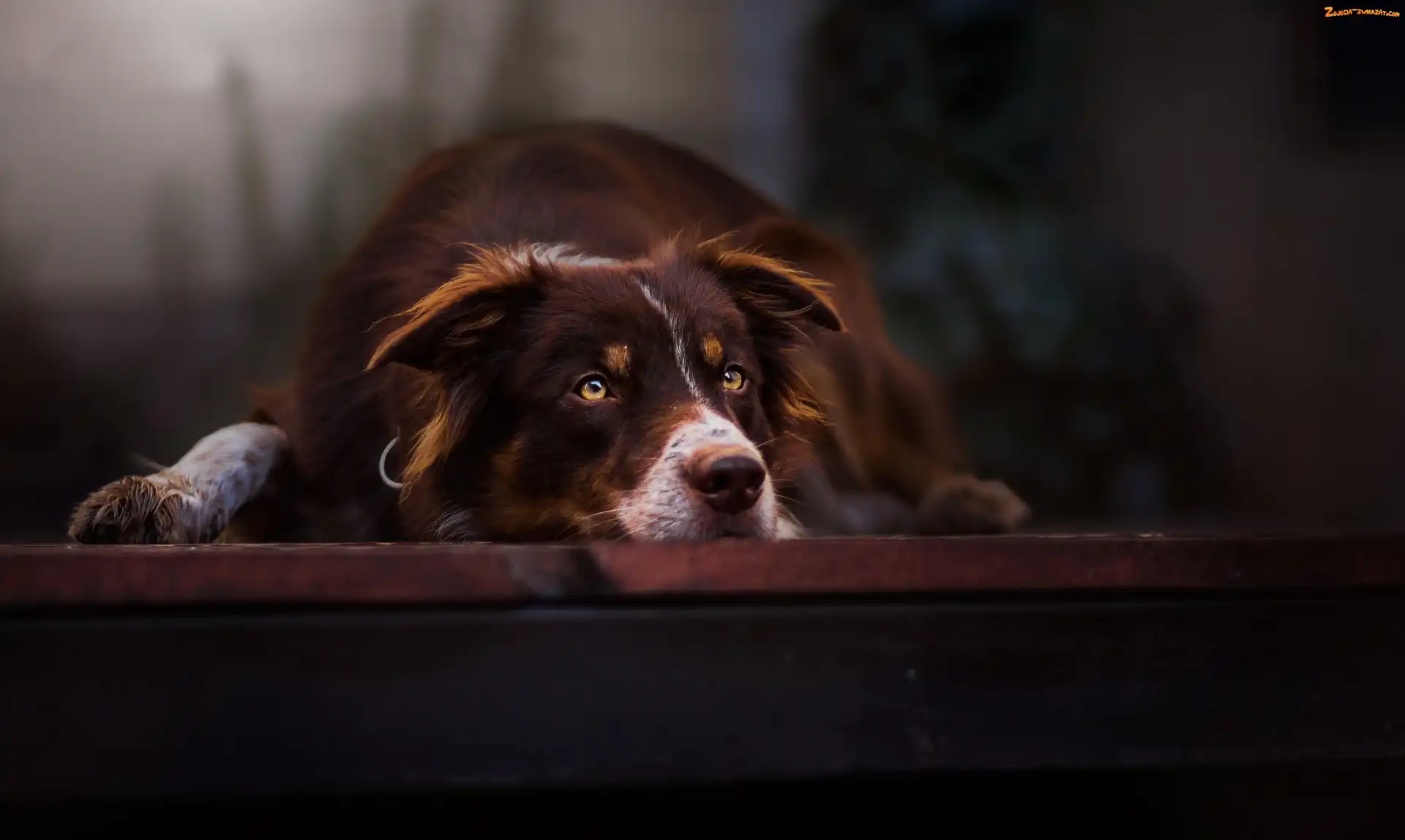 Collie, Pies, Border