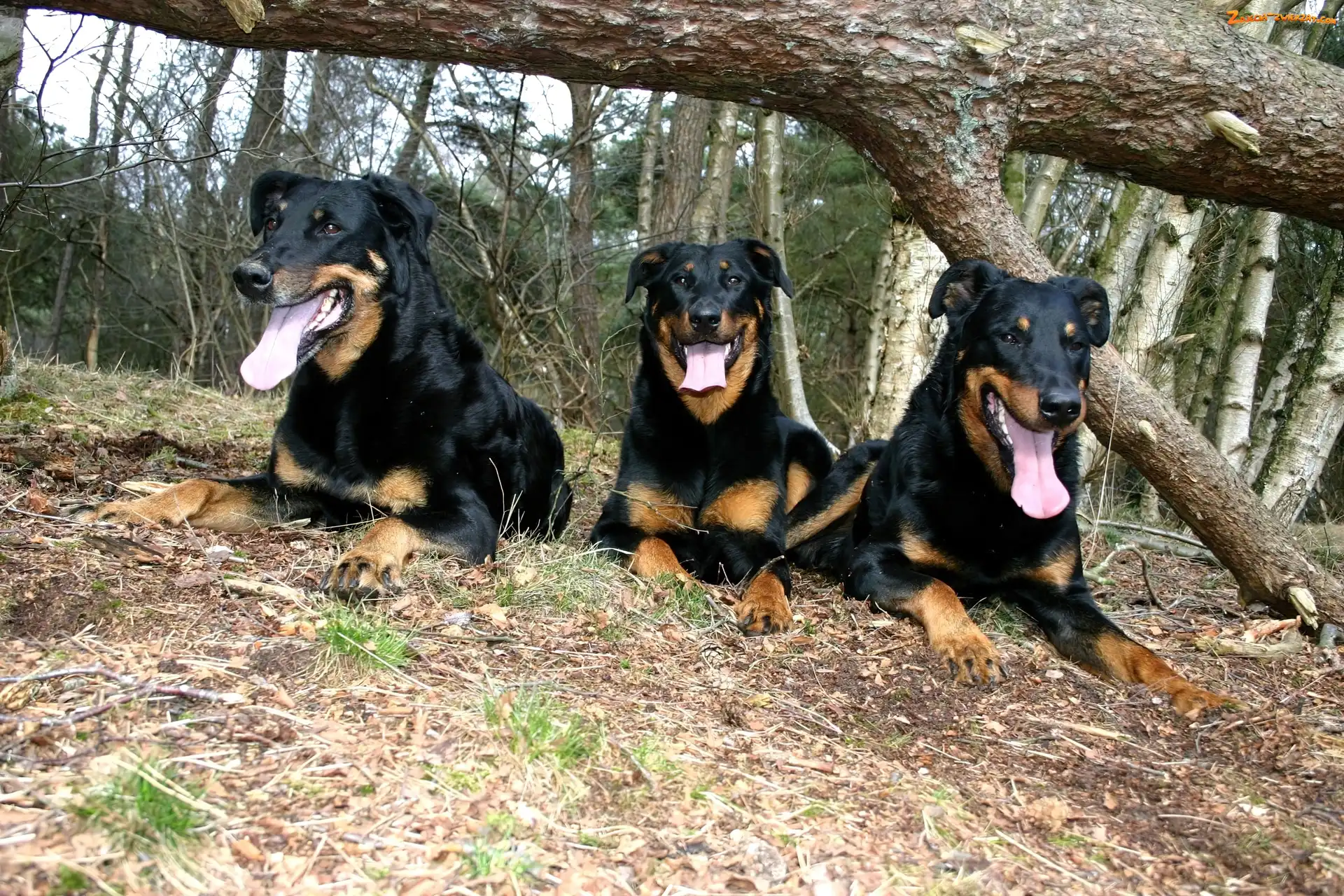 Beaucerony, drzewo, Trzy, przewrócone
