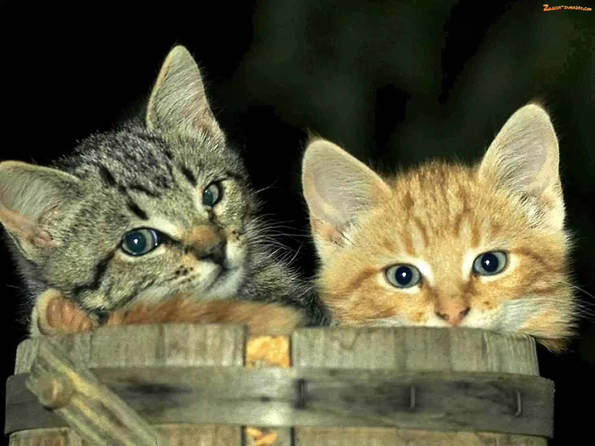 Koty, Beczka