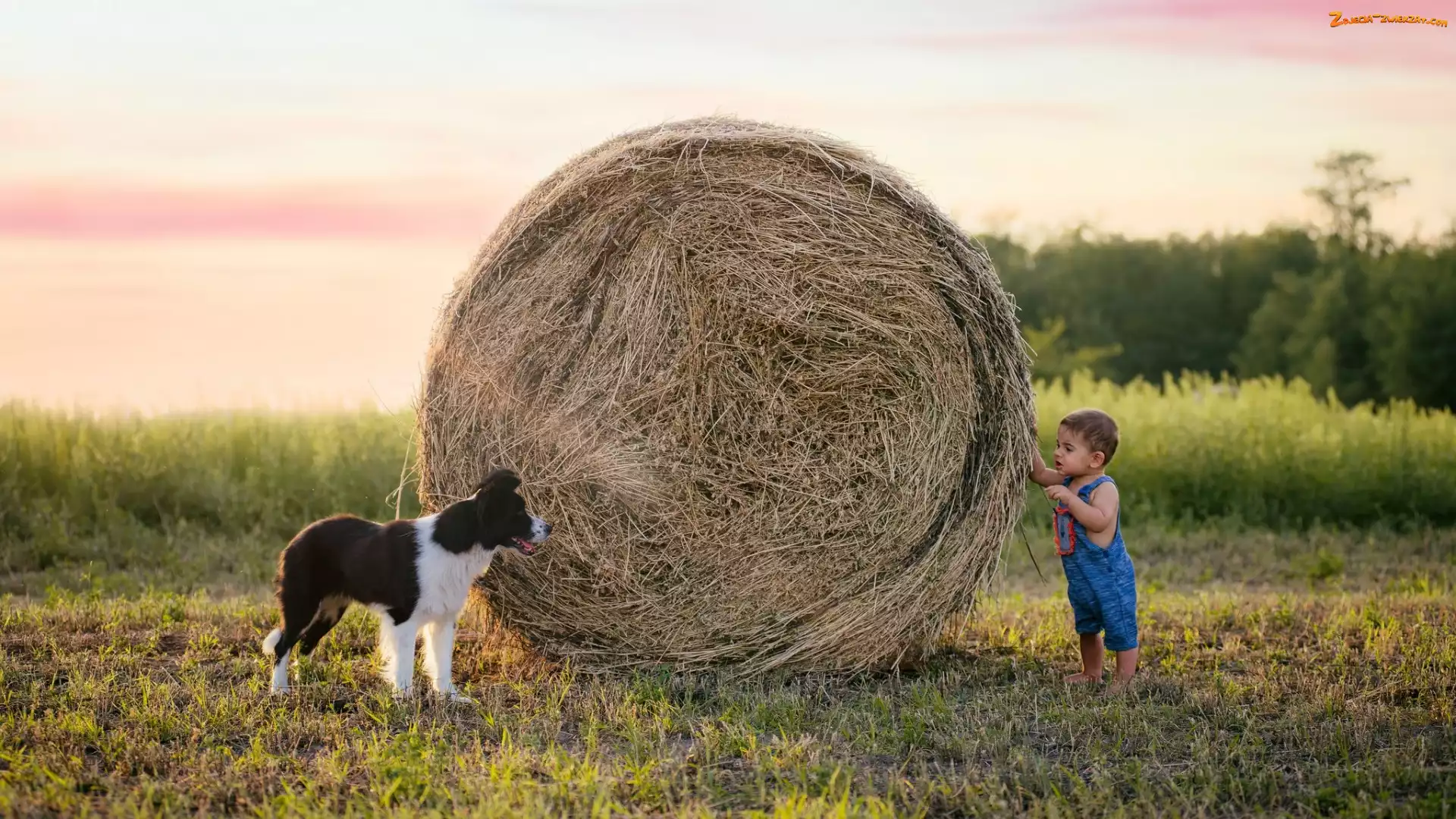 Bela, Siano, Pies, Chłopiec, Border collie