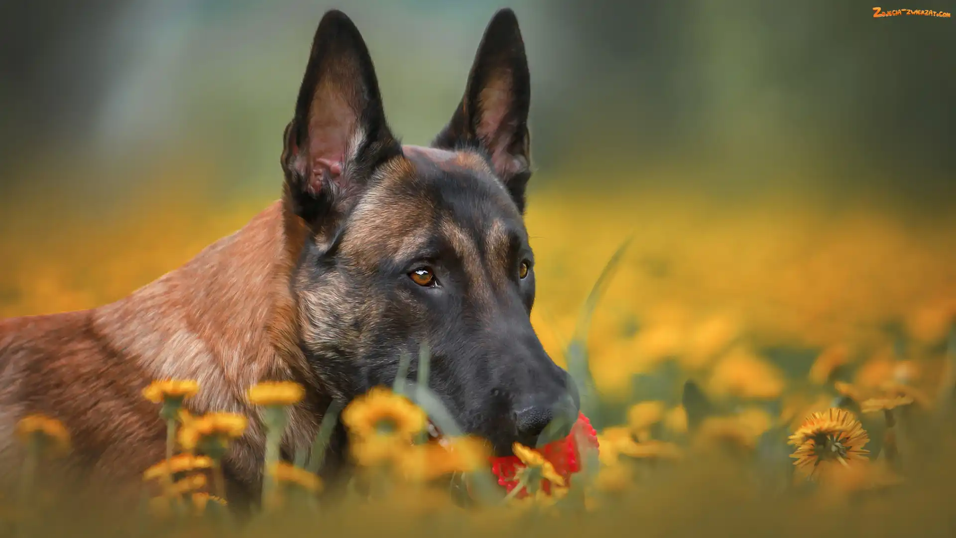 Owczarek belgijski Malinois, Pies, Mordka