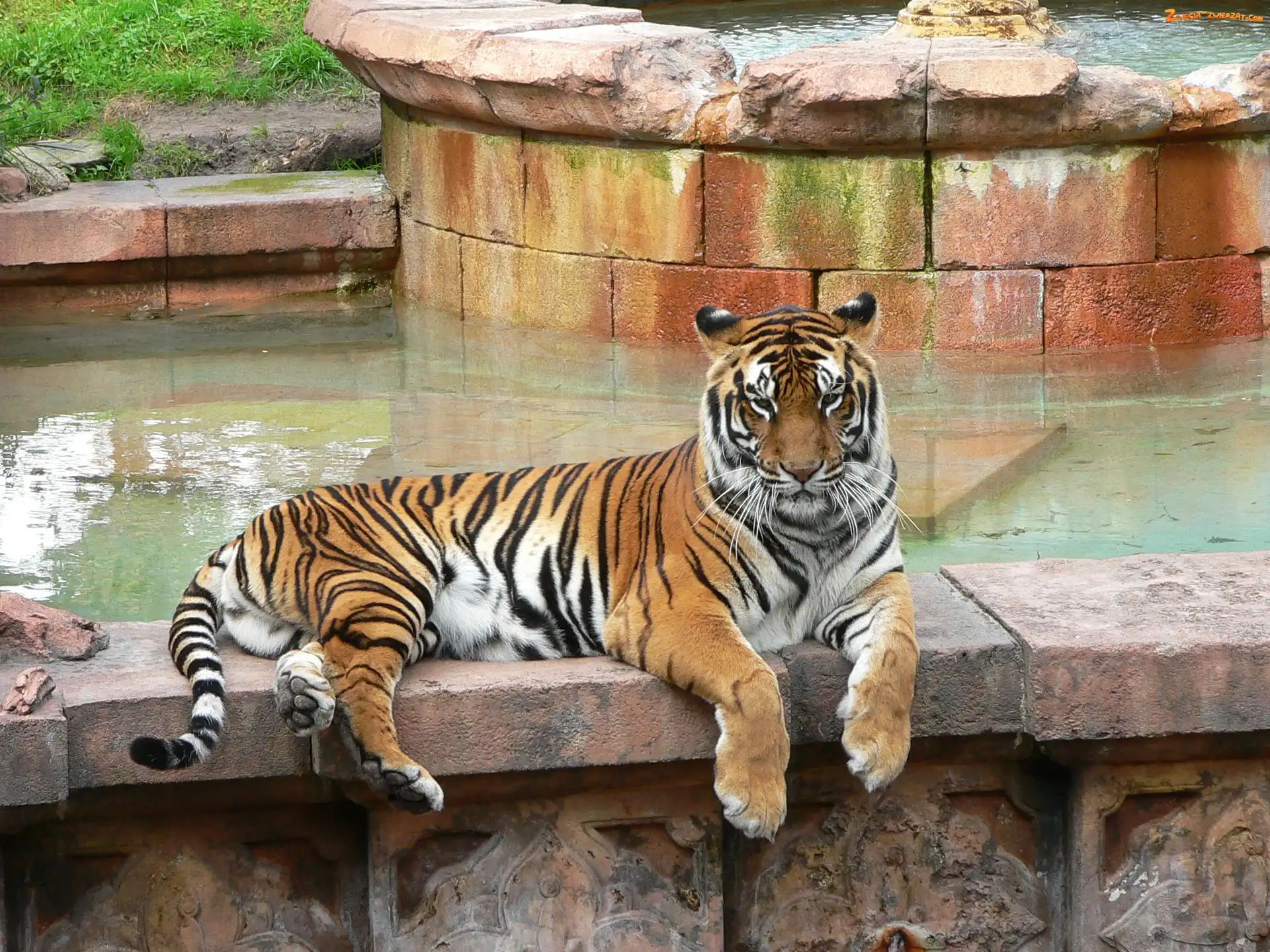 Bengalski, ZOO, Tygrys, Basen