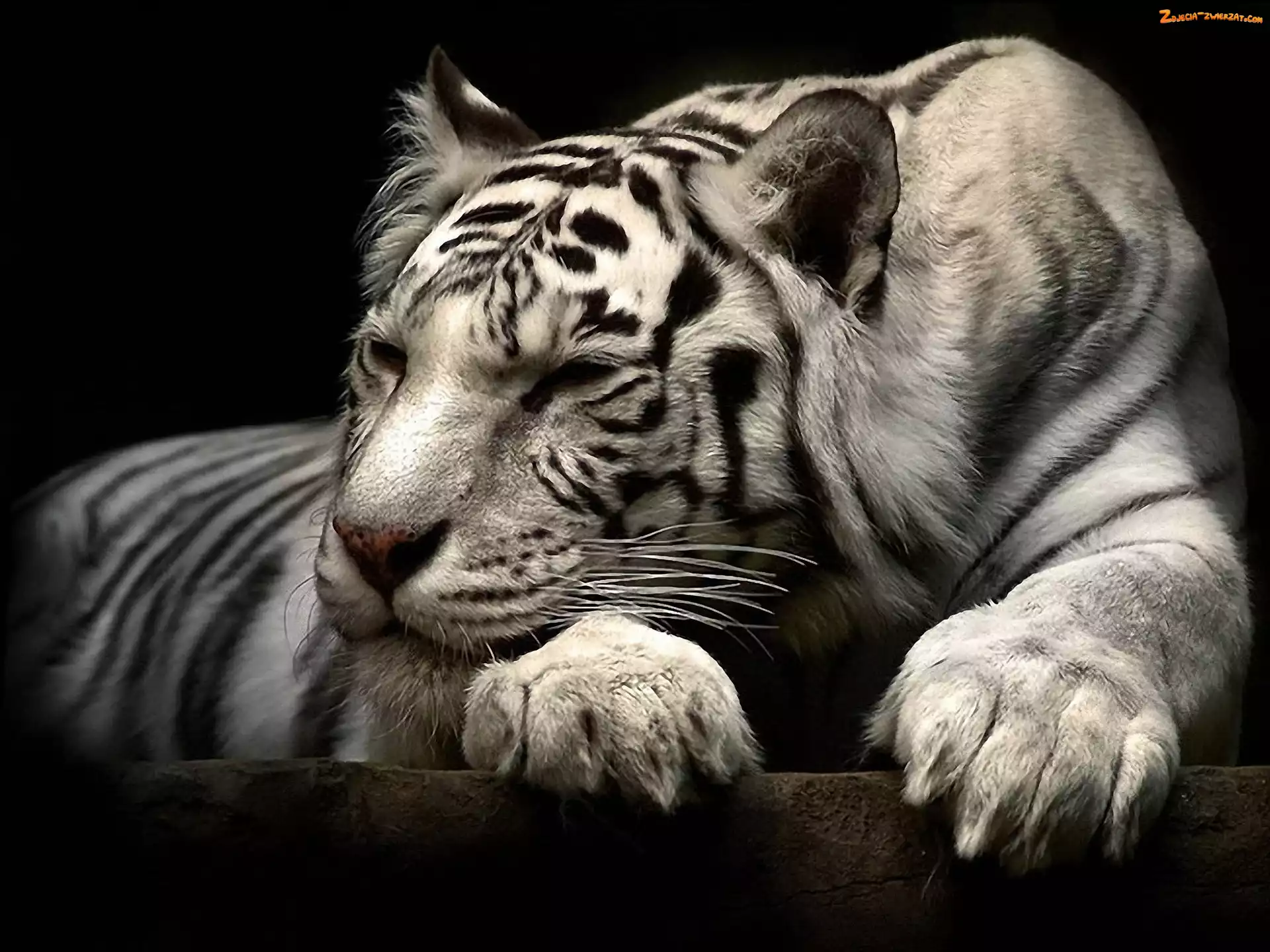 Tygrys, Bengalski