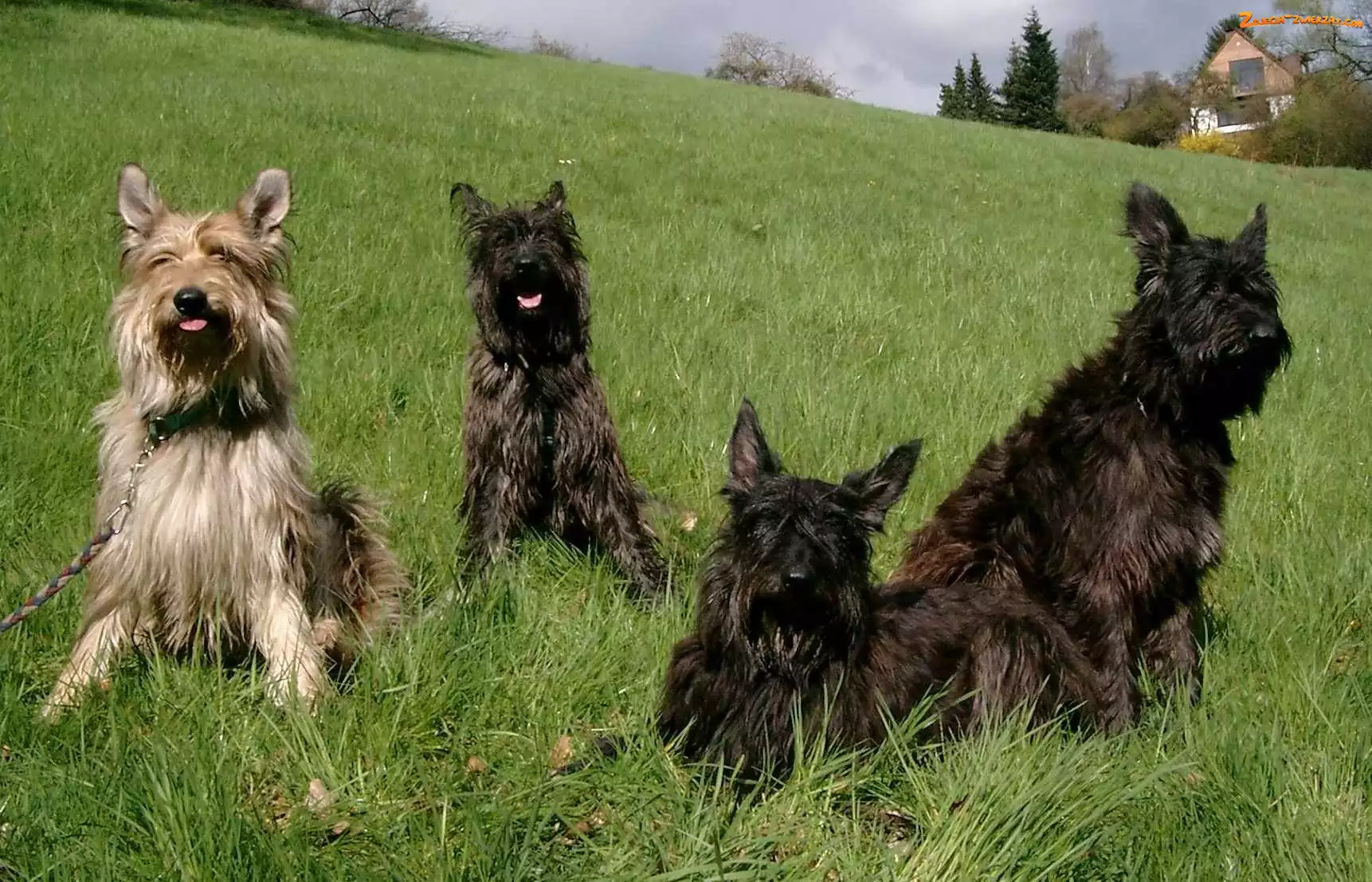 Berger de Picardie, Cztery, Owczarki pikardyjskie
