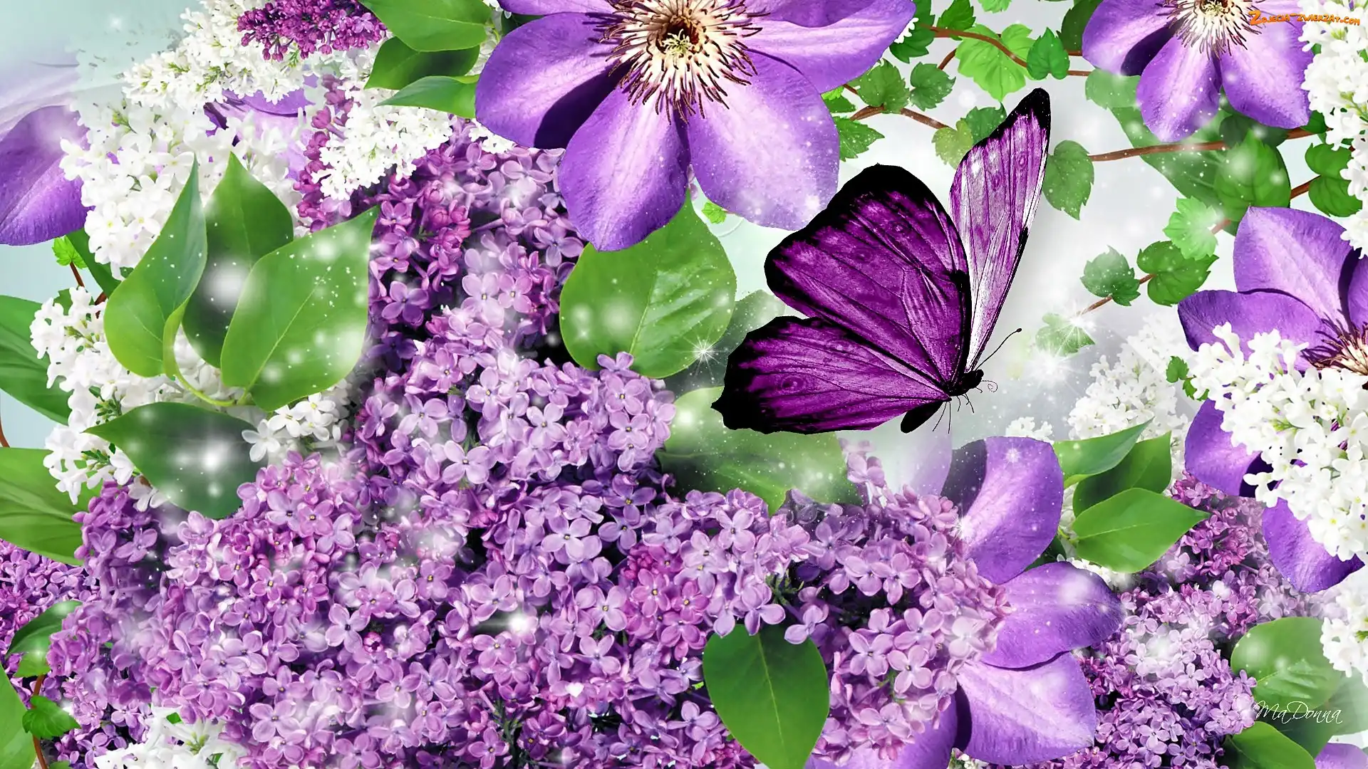 Motyl, Bez, Clematis
