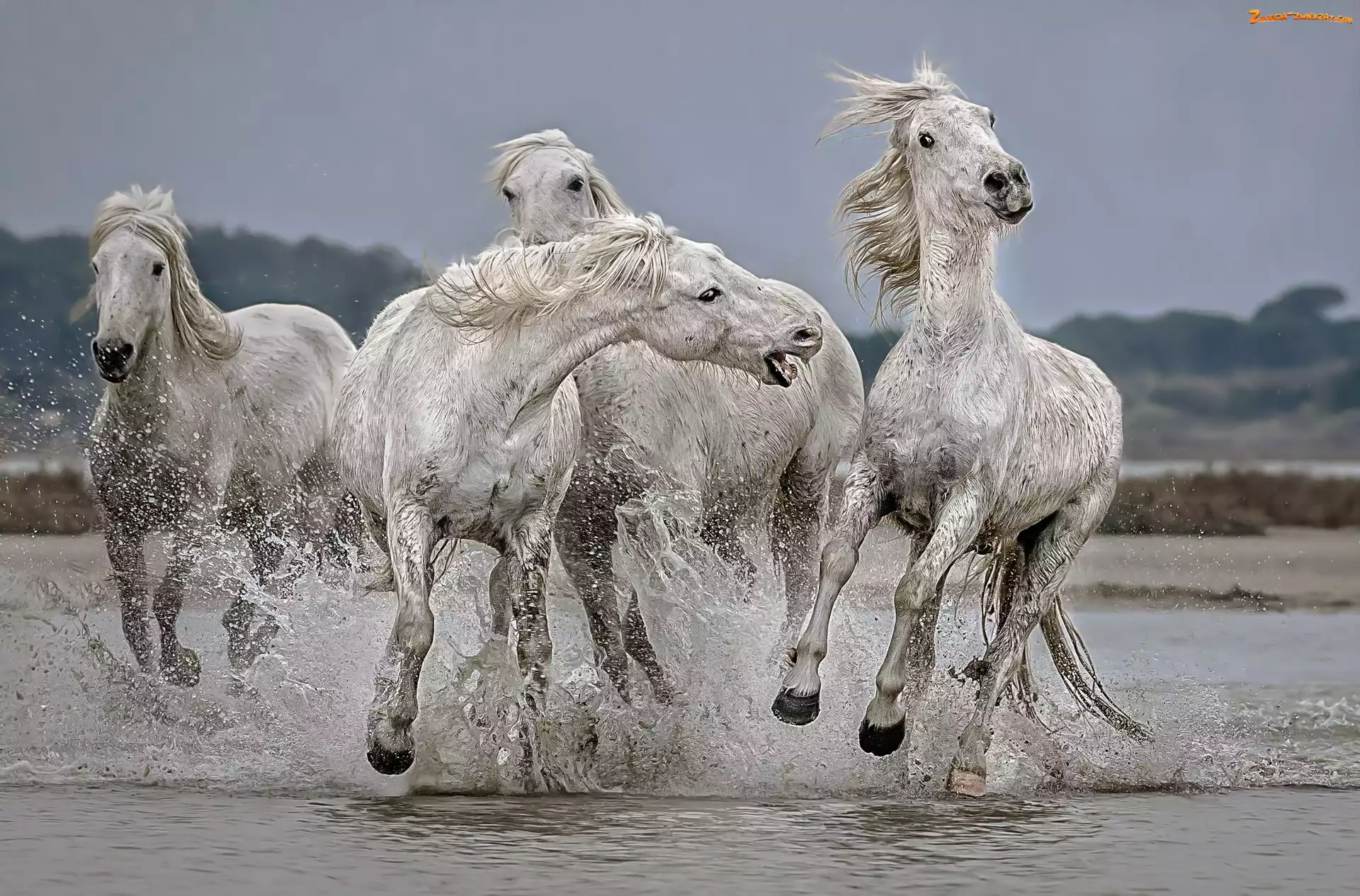 Białe, Woda, Konie, Galop