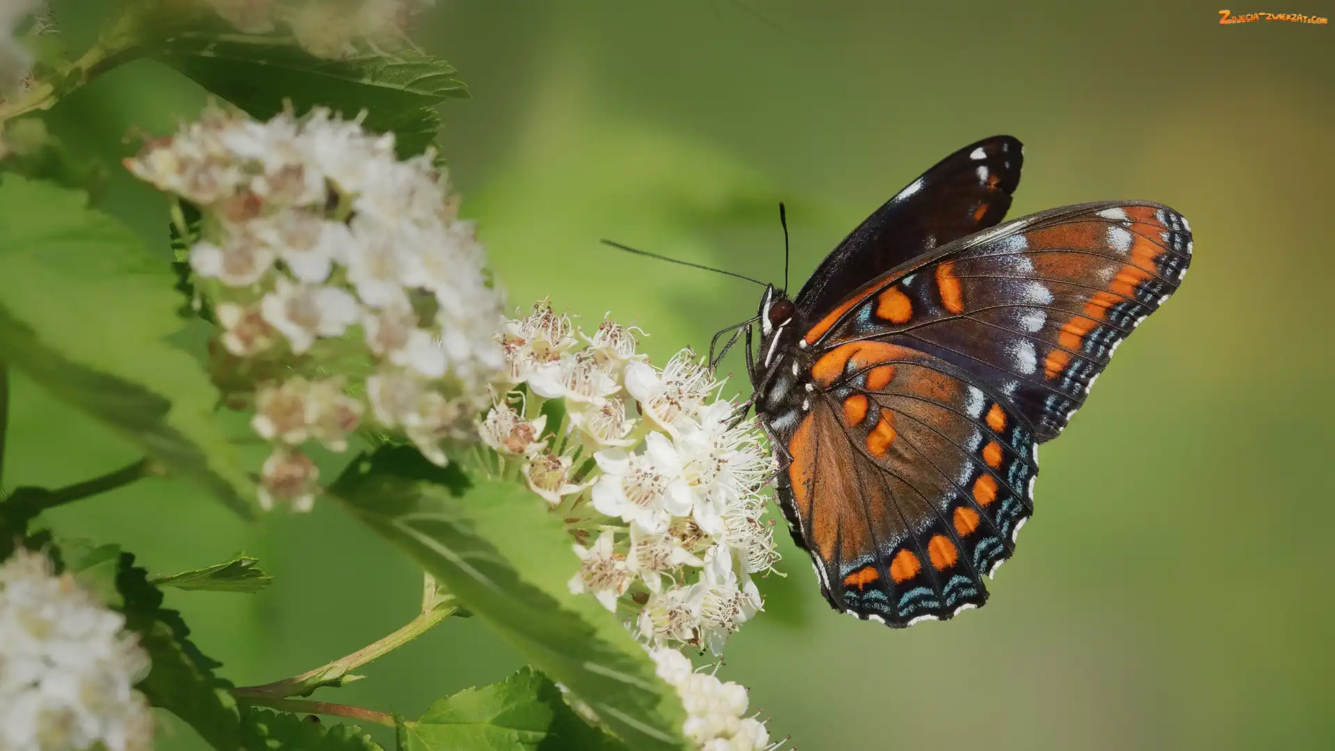 Kwiaty, Białe, Admirał purpurowy, Motyl, Limenitis arthemis