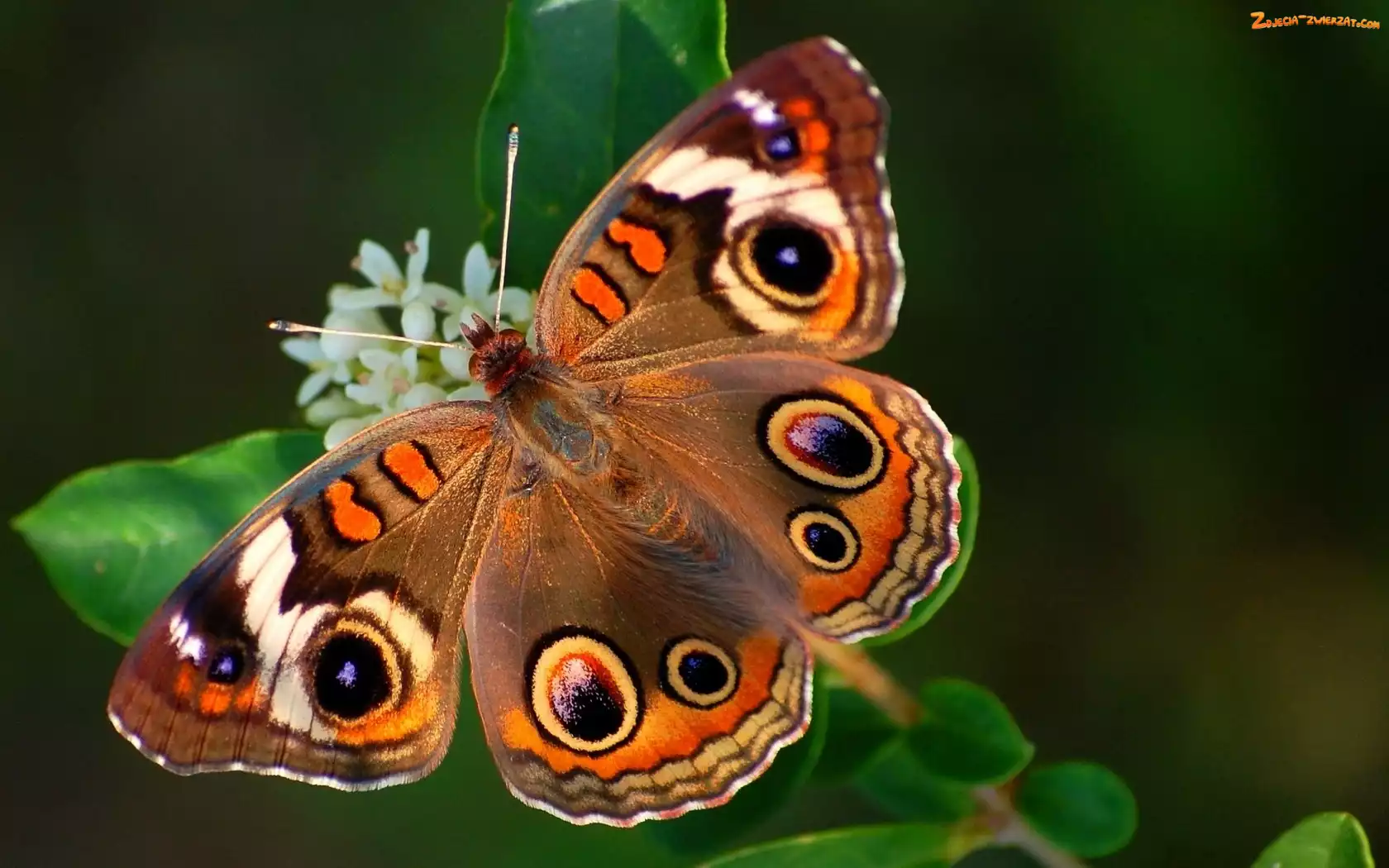 Białe, Kwiatki, Motyl, Drobne