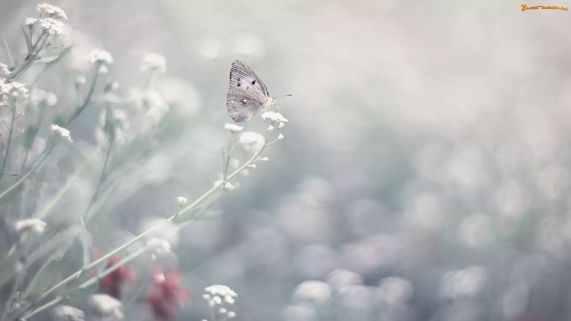 Motyl, Białe, Kwiatki