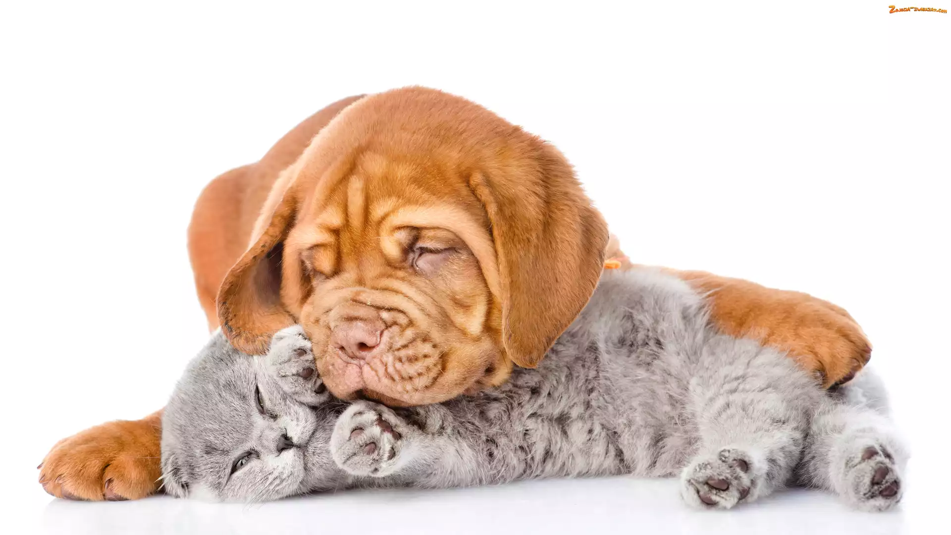 Tło, Białe, Szczeniak, Dog de Bordeaux, Kot