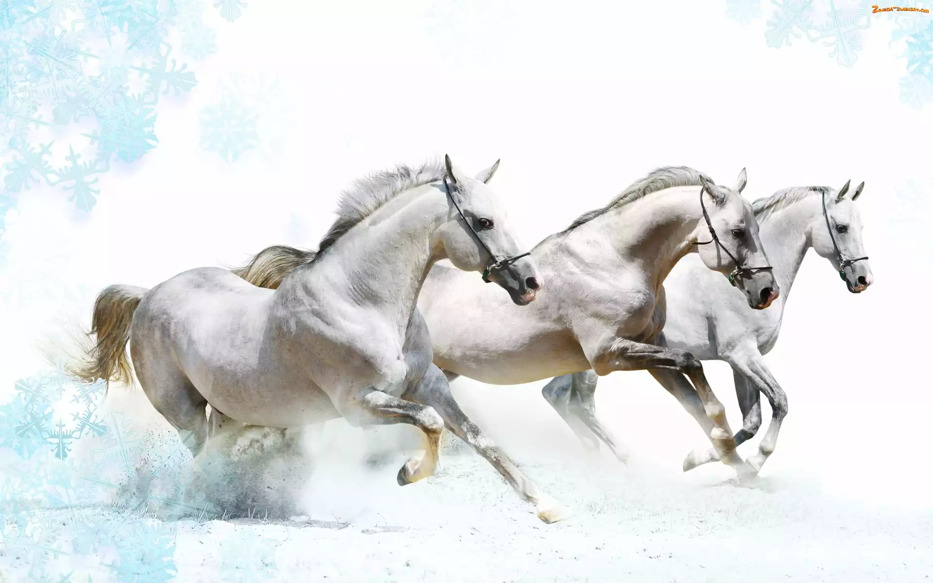 Białe, Galop, Trzy, Konie
