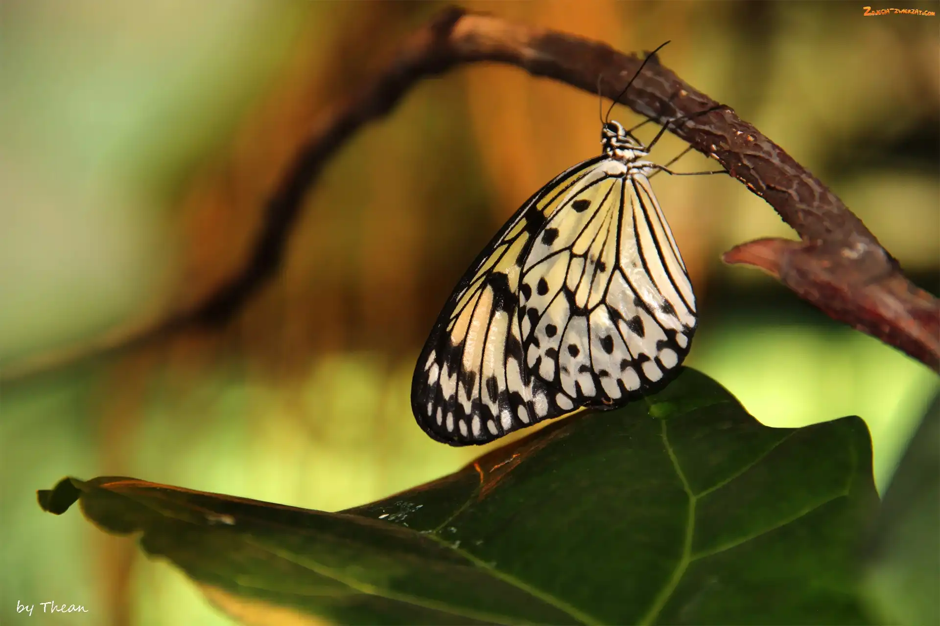 Motyl, Biało, Czarny