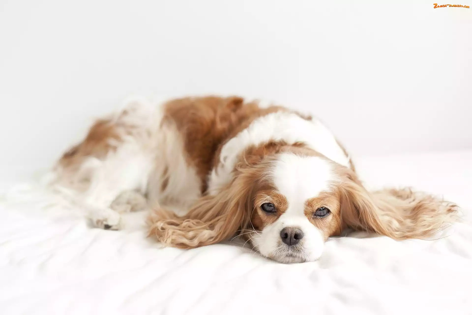 Biało, Odpoczynek, Spaniel, Beżowy