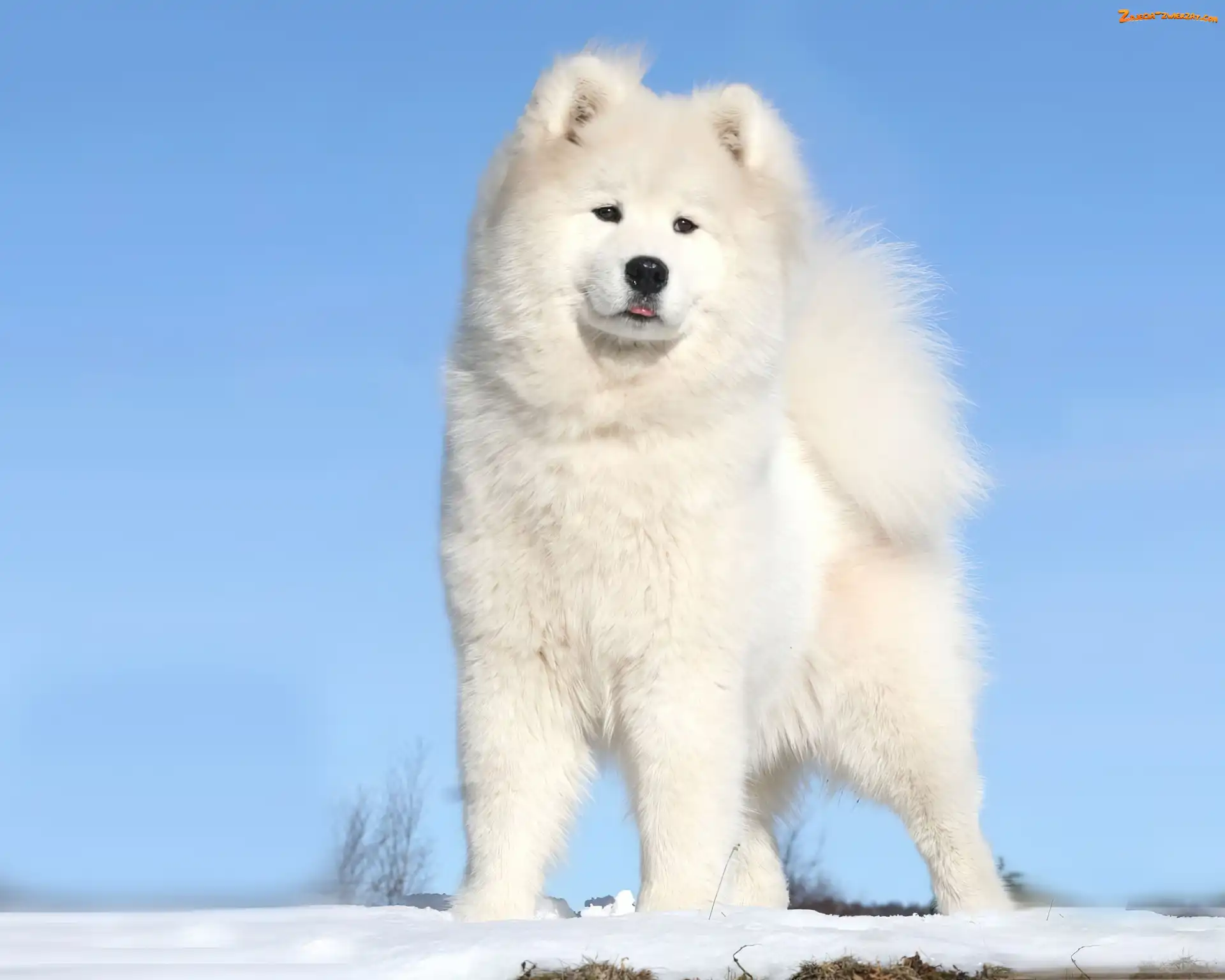Akita, Biały, Pies