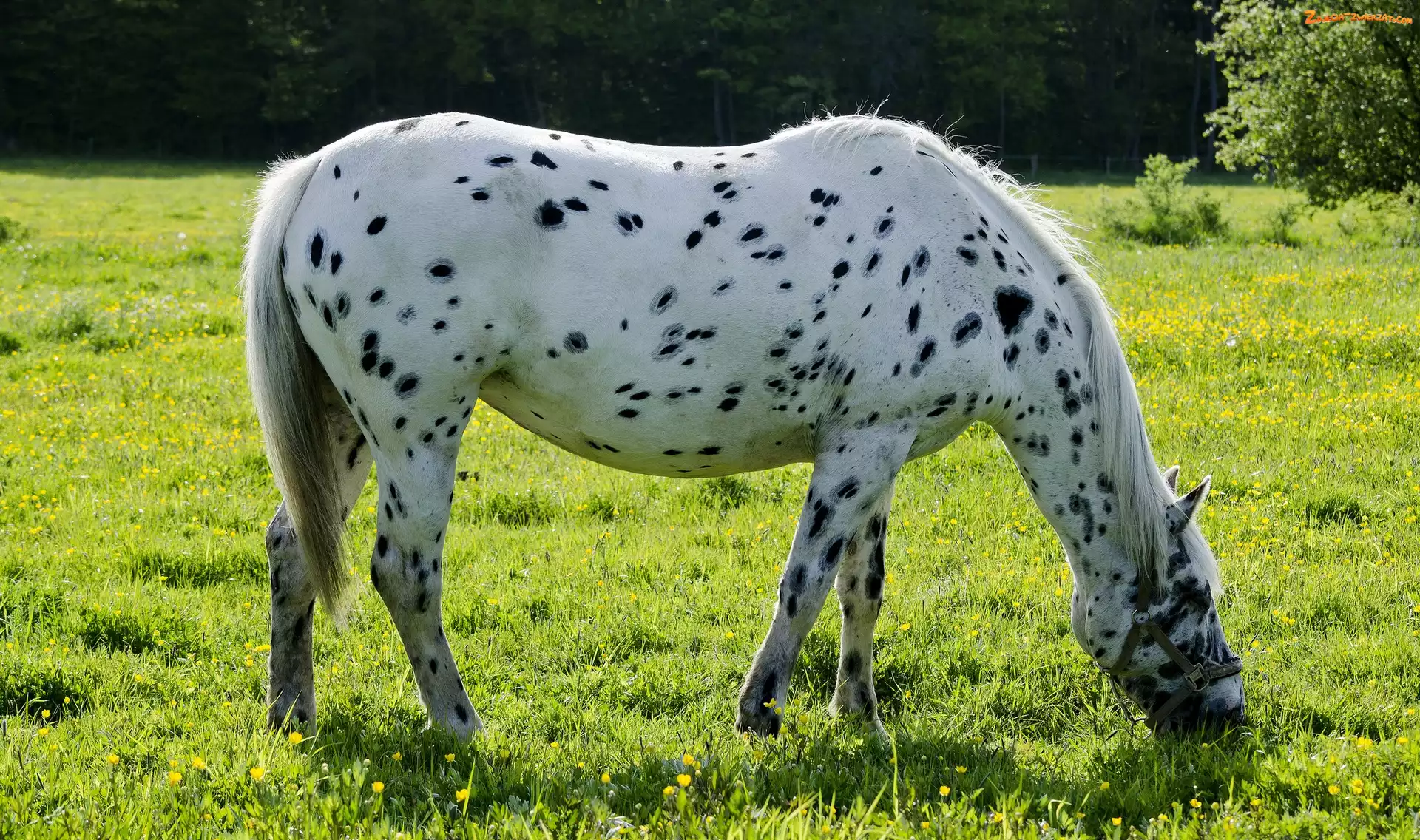 Łatki, Biały, Koń
