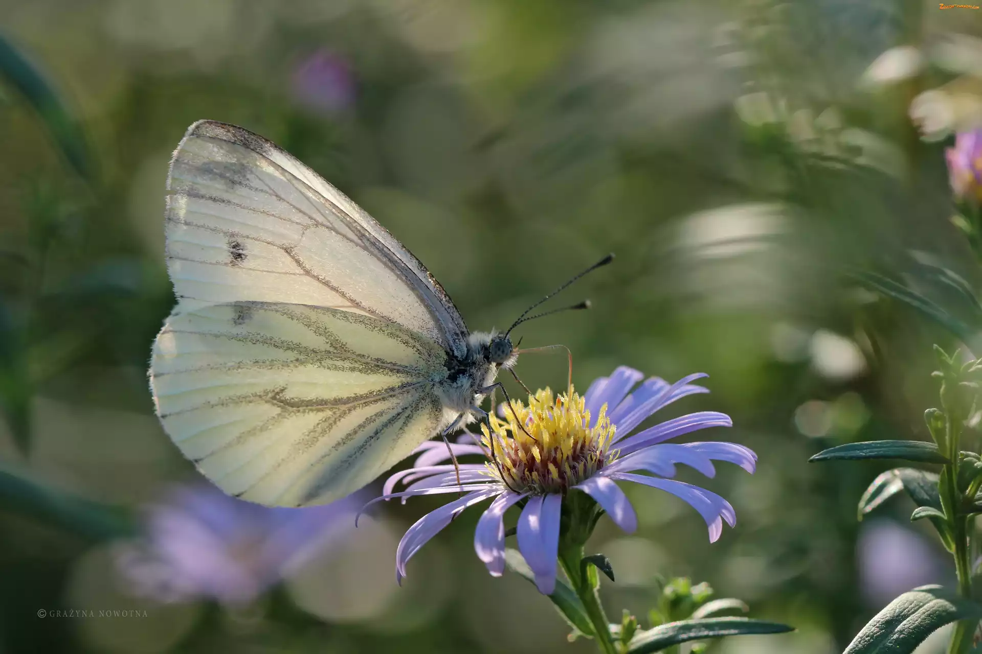 Biały, Astry, Bielinek, Motyl