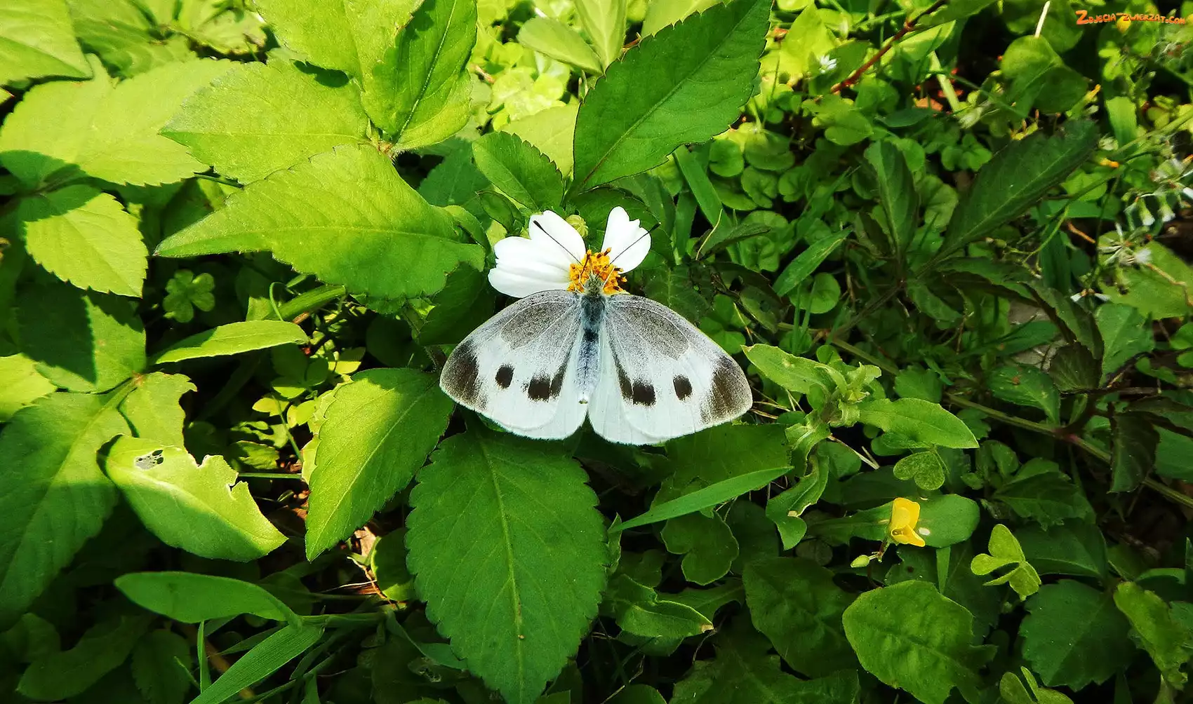 Bielinek, Biały, Motyl