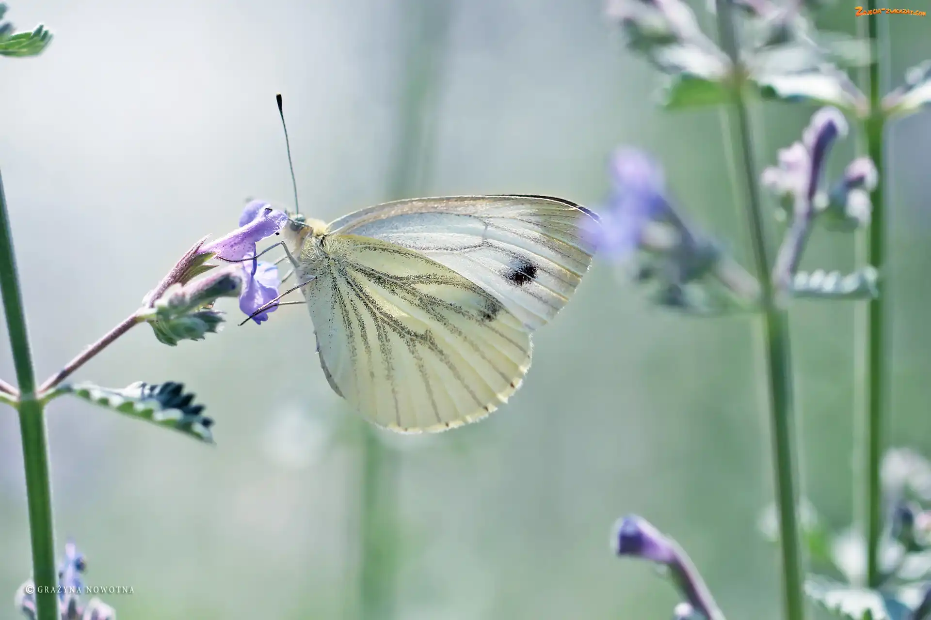 Bielinek, Biały, Motyl