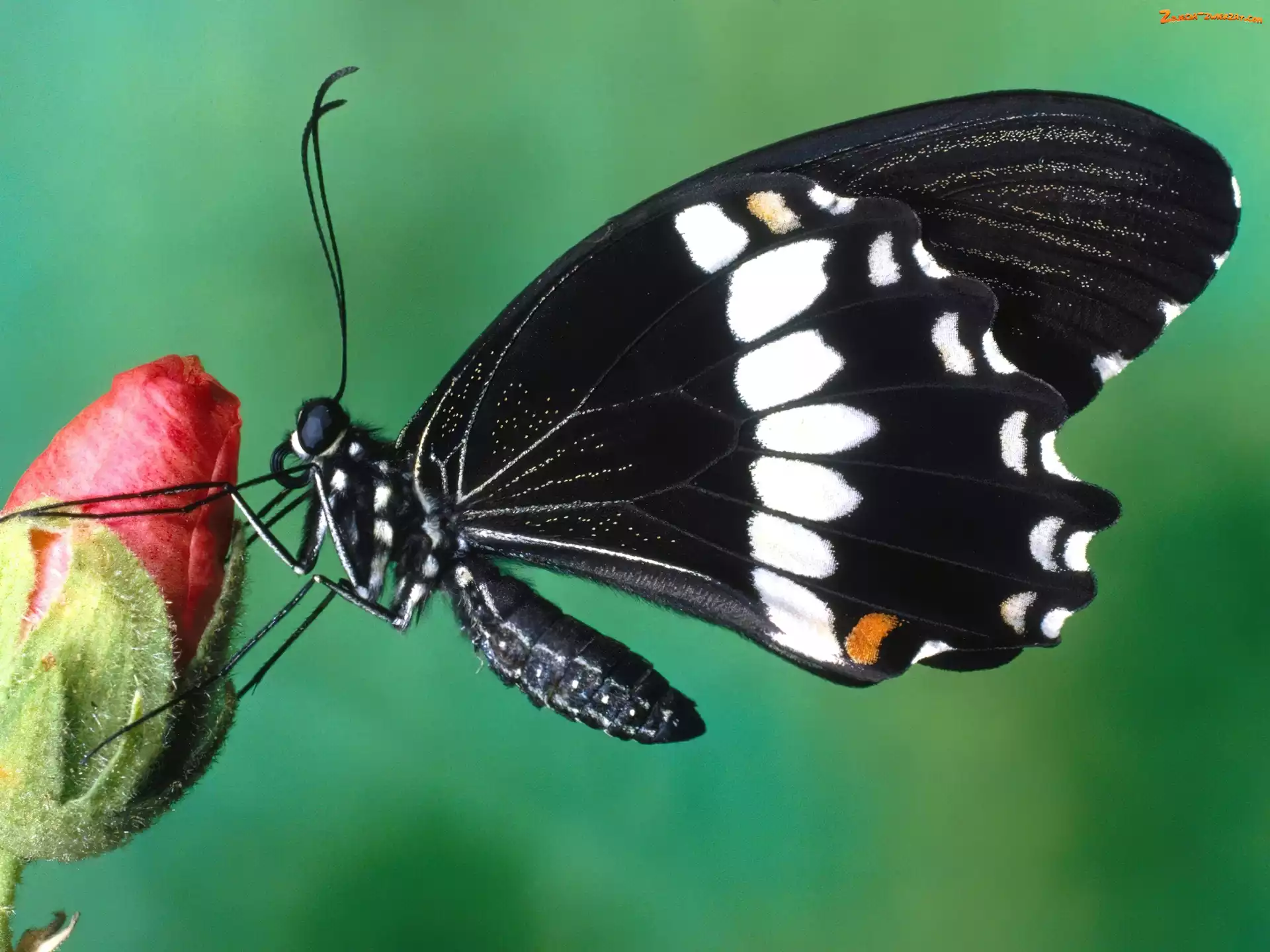 Biały, Kwiat, Czarno, Motyl