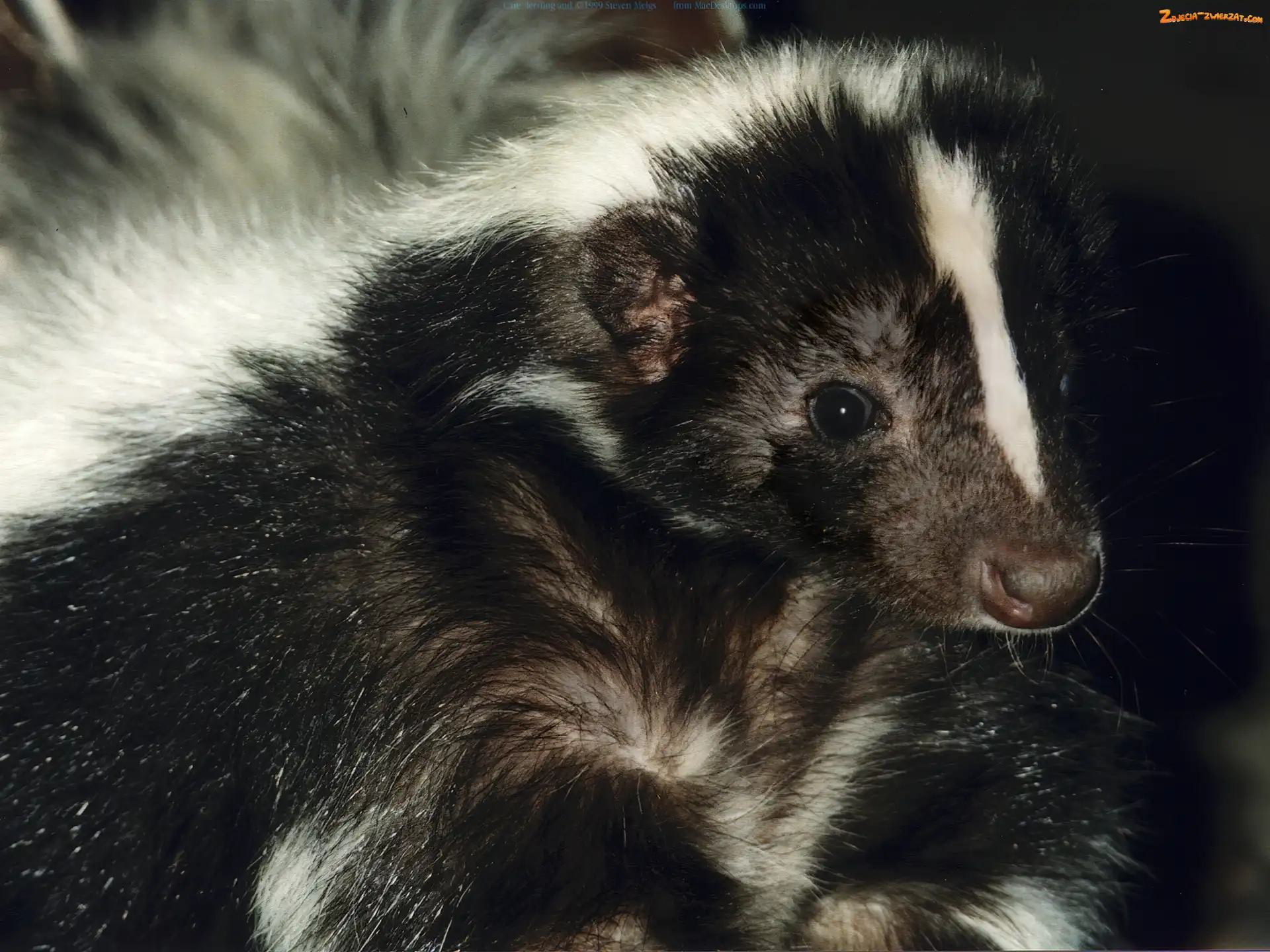Biały, Zwyczajny, Czarno, Skunks