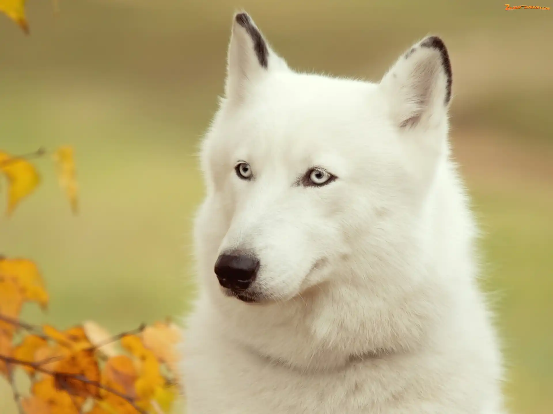 Husky, Biały, Siberian