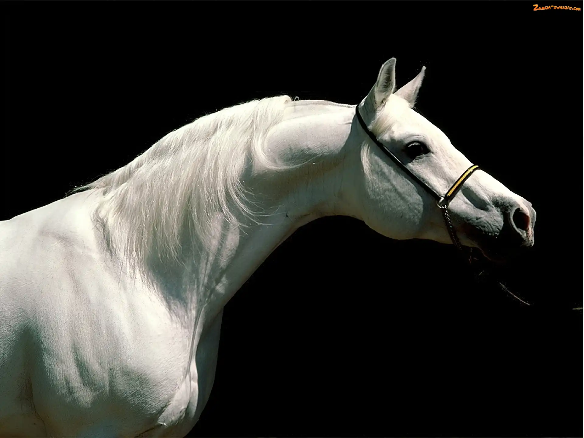 biały, portret, Koń, uzda