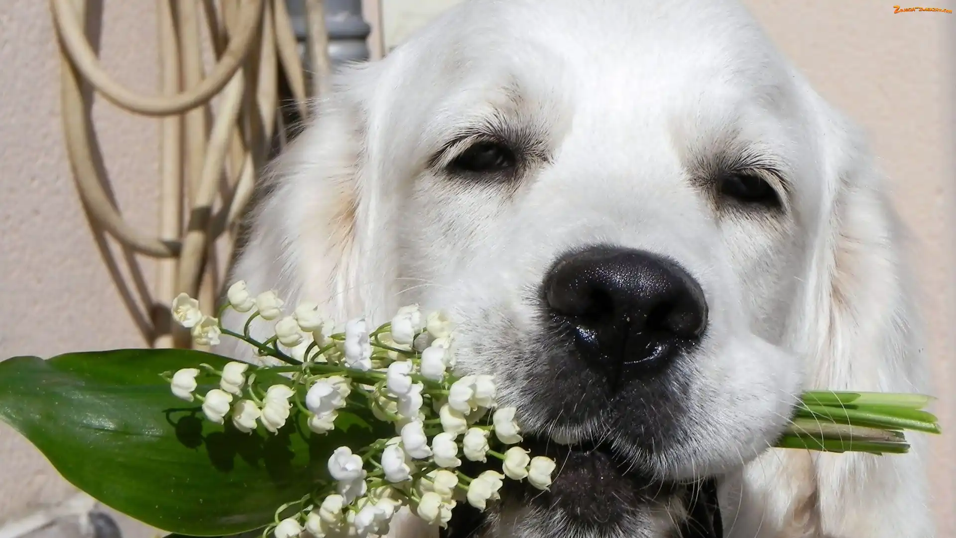 Konwalie, Pies, Golden retriever