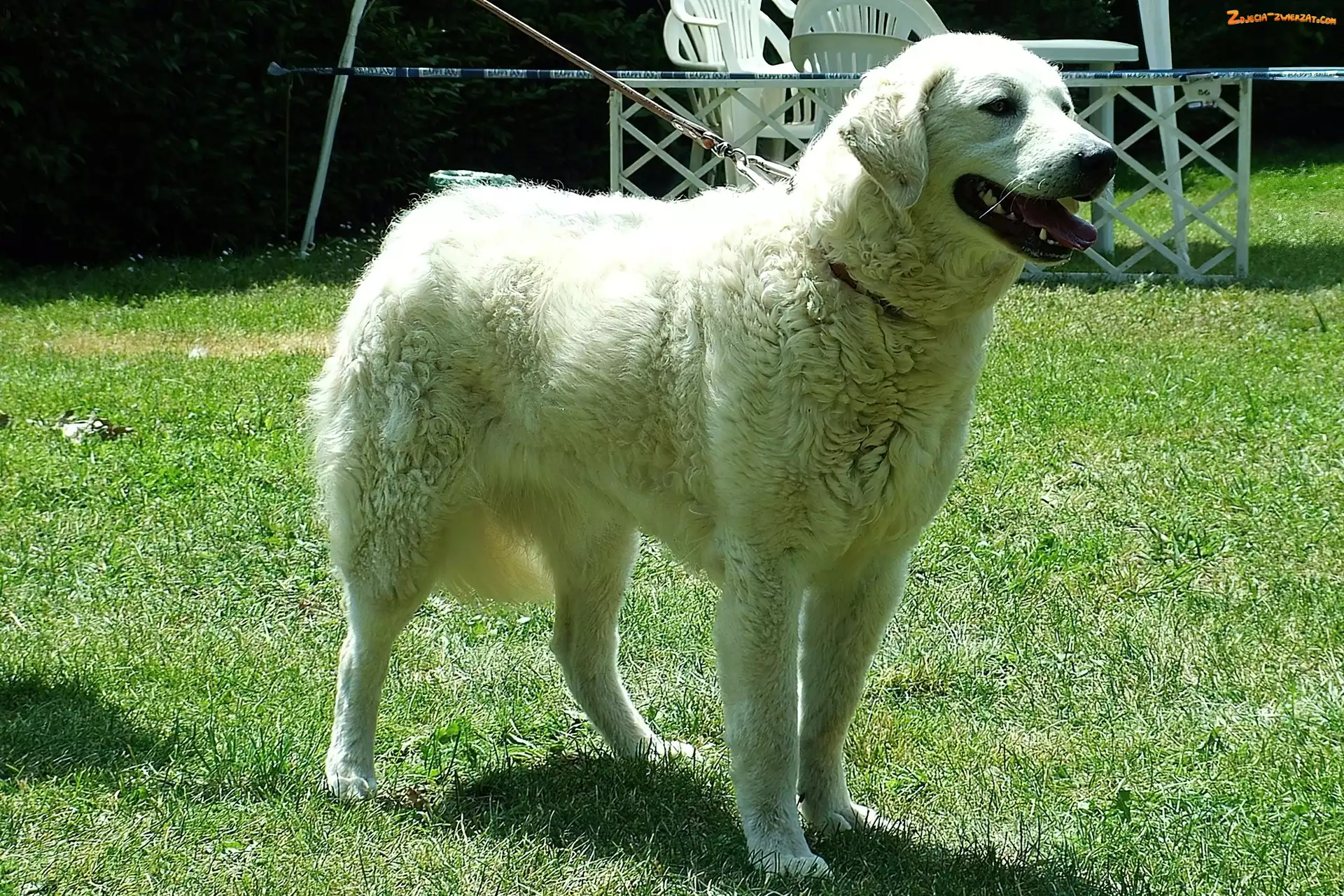 Kuvasz, Biały, duży