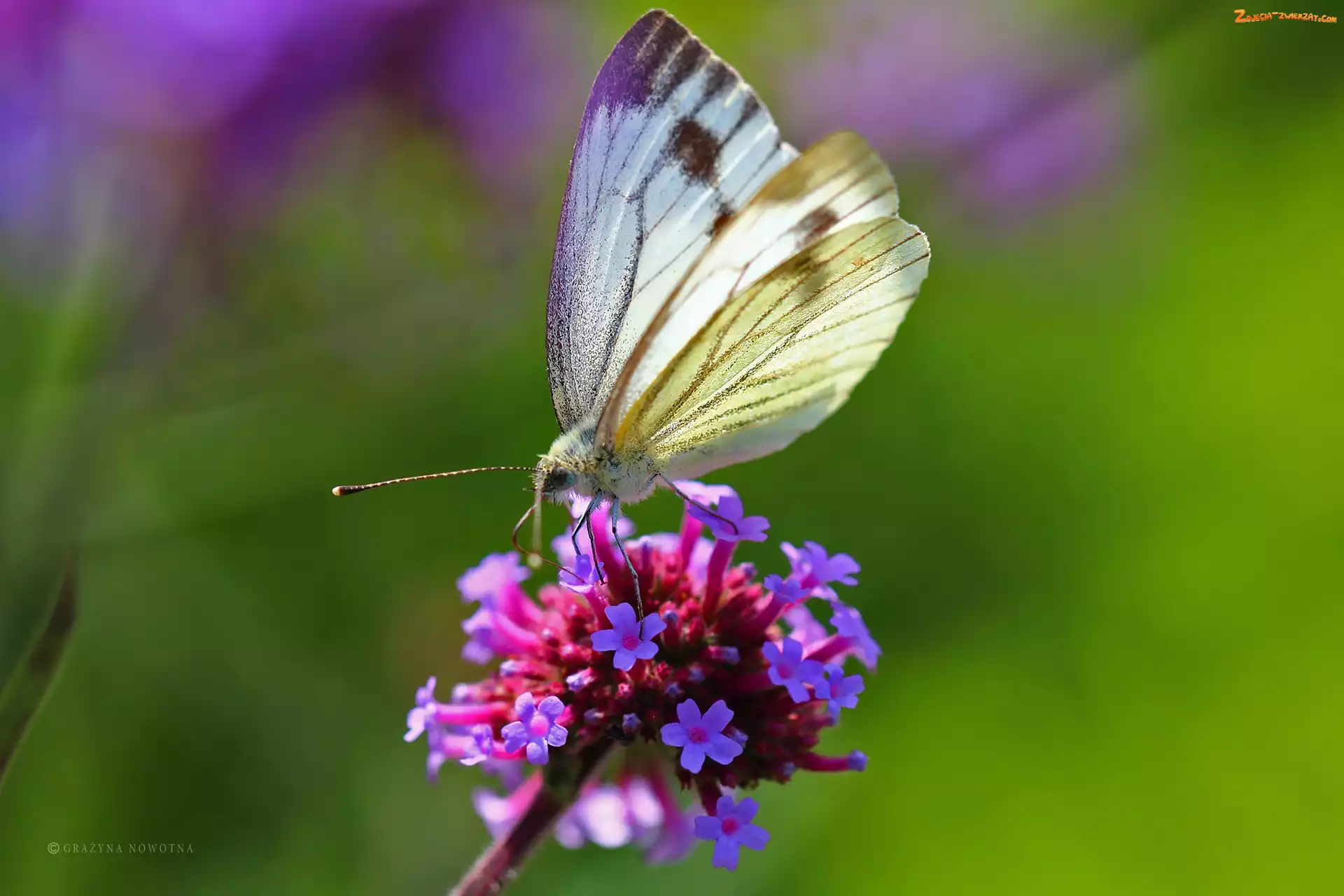 Motyl, Kwiaty, Biały, Bielinek