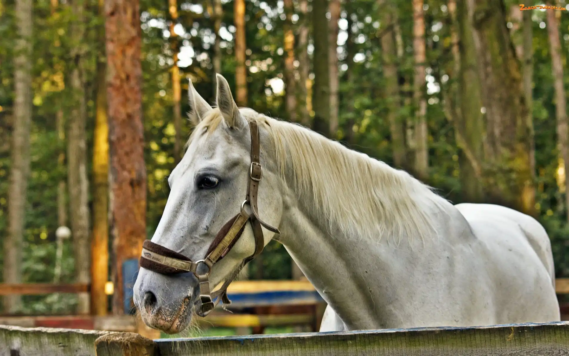 Las, Biały, Koń