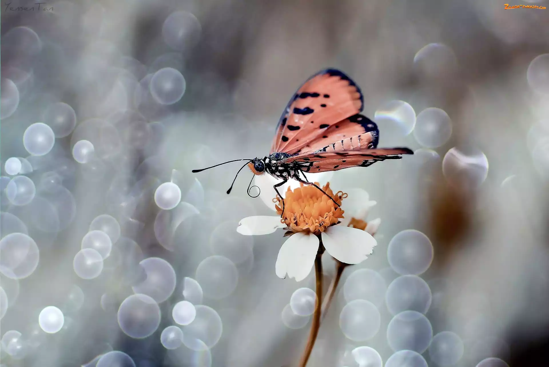 Biały, Motyl, Makro, Kwiatek