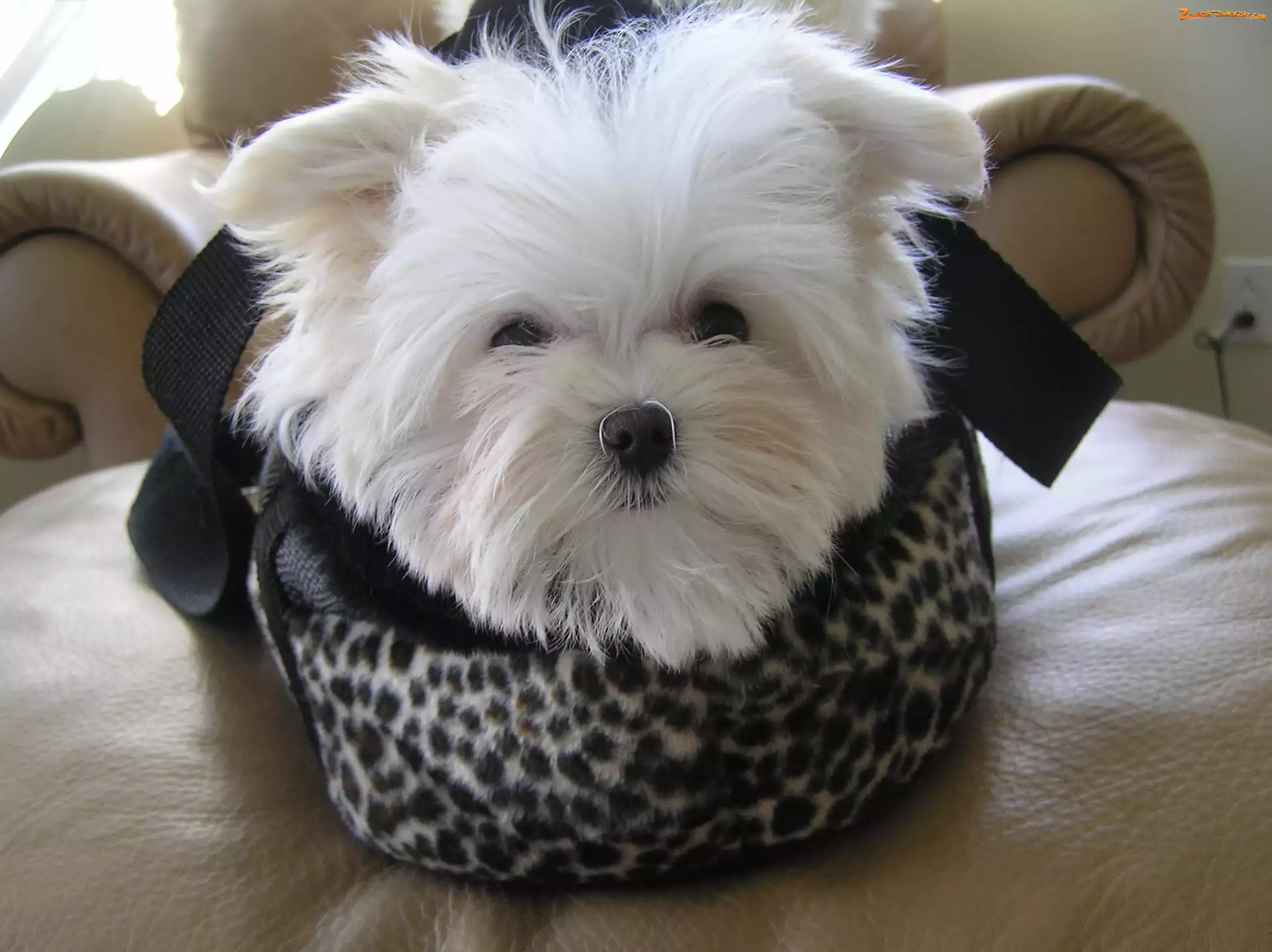 Maltese, biały, Maltańczyk