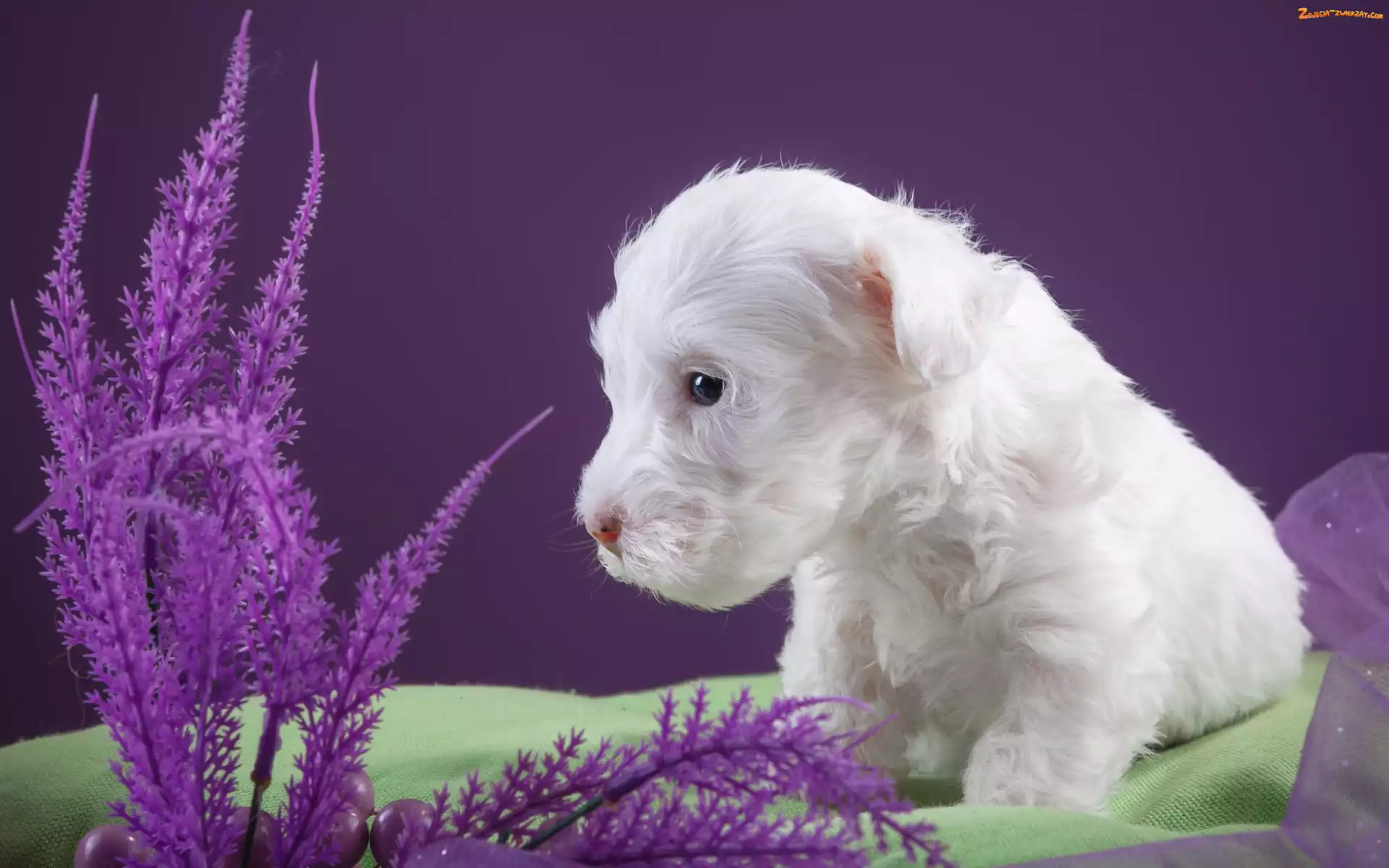 Sealyham Terrier, Pies, Biały, Mały, Szczeniaczek