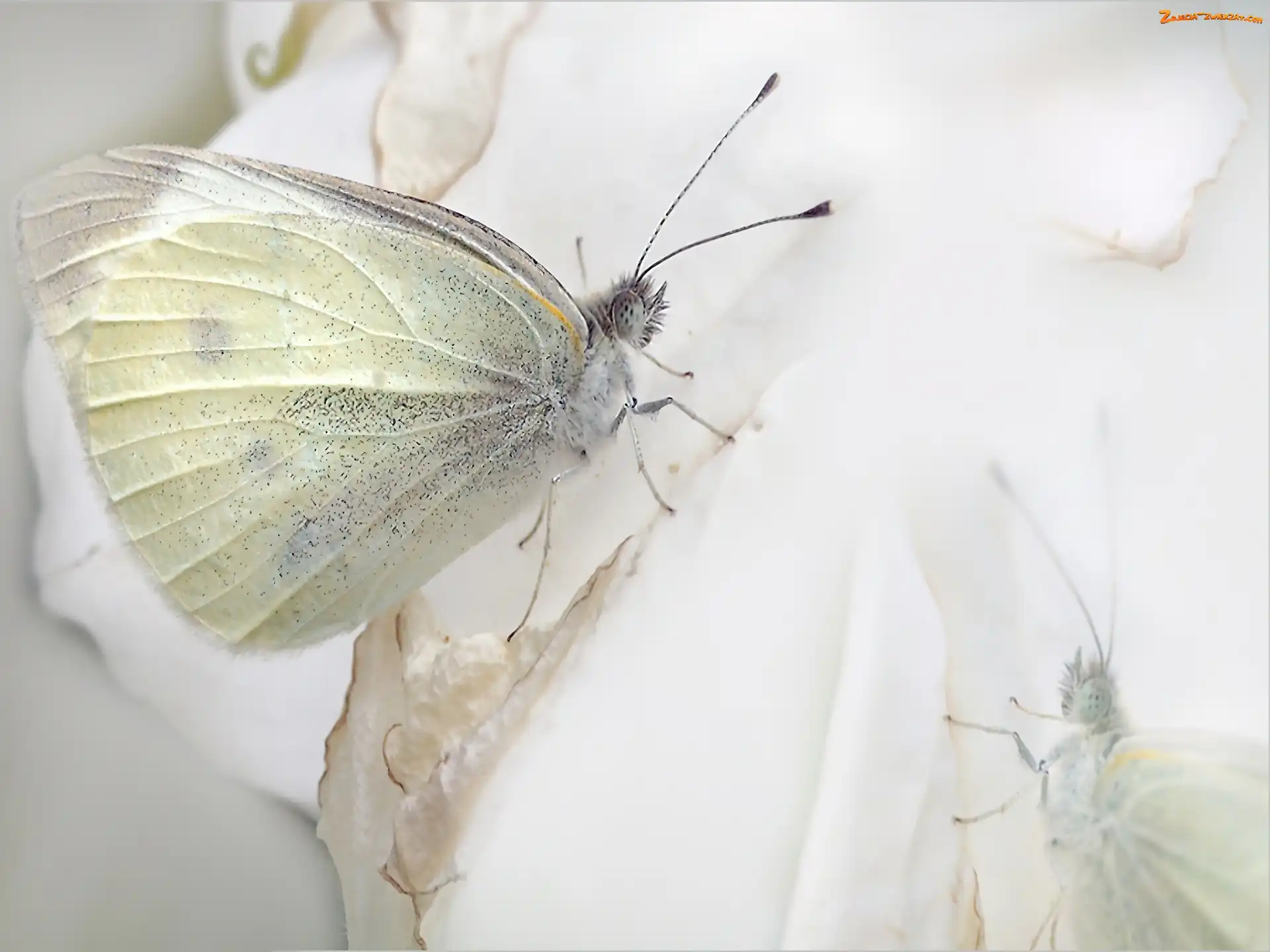 Bielinek, Biały, Motyl